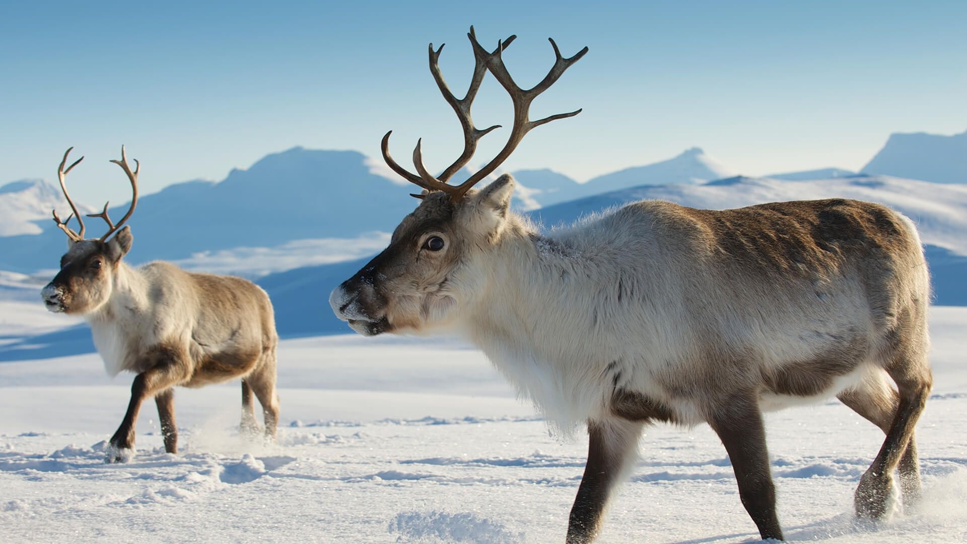 Arctic reindeer, Winter wonders, Arctic wilderness, Breathtaking beauty, 1920x1080 Full HD Desktop