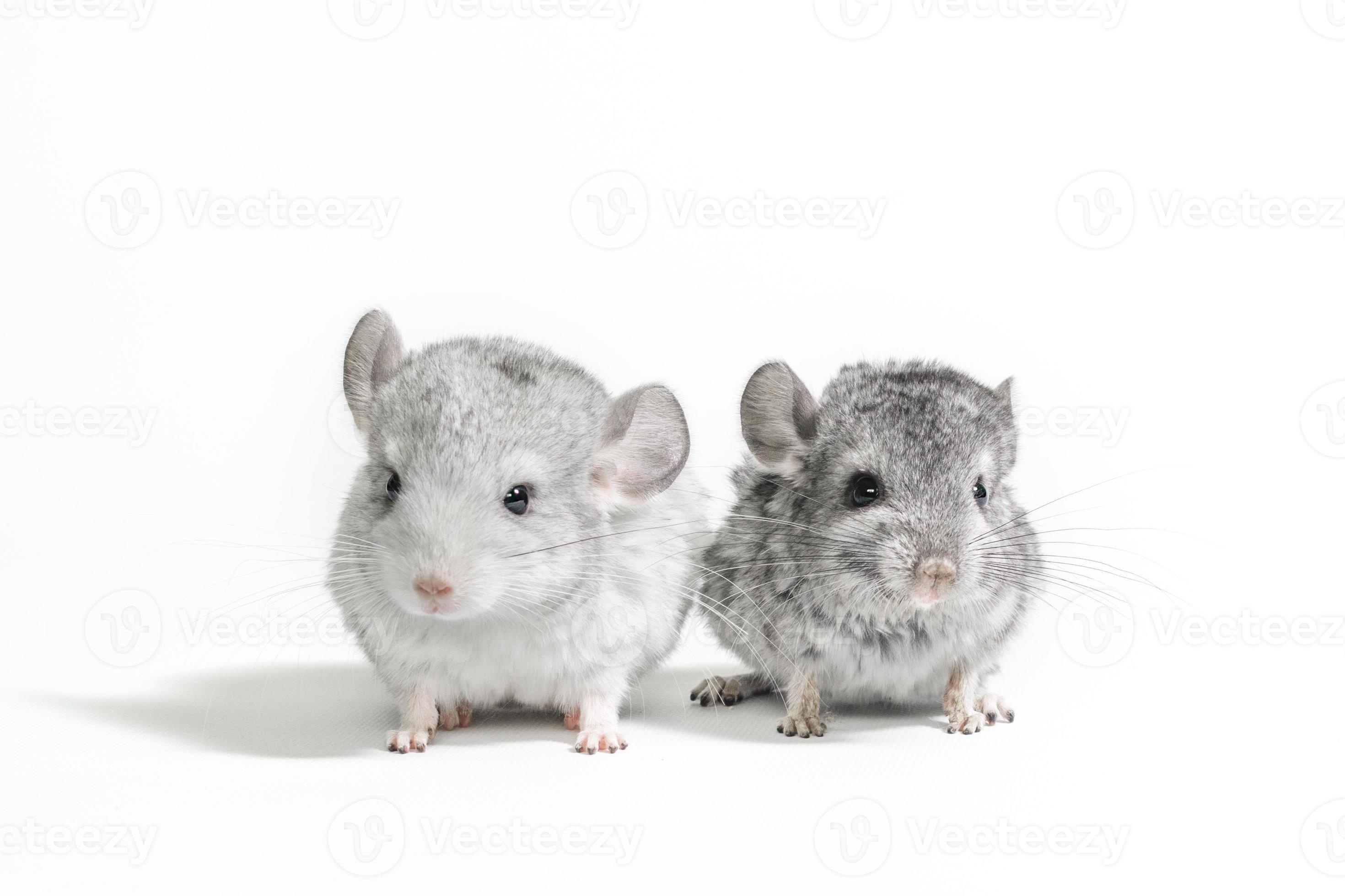 Chinchilla juniors on white background, Adorable pet rodents, Cute furry duo, Photogenic little ones, 2940x1960 HD Desktop