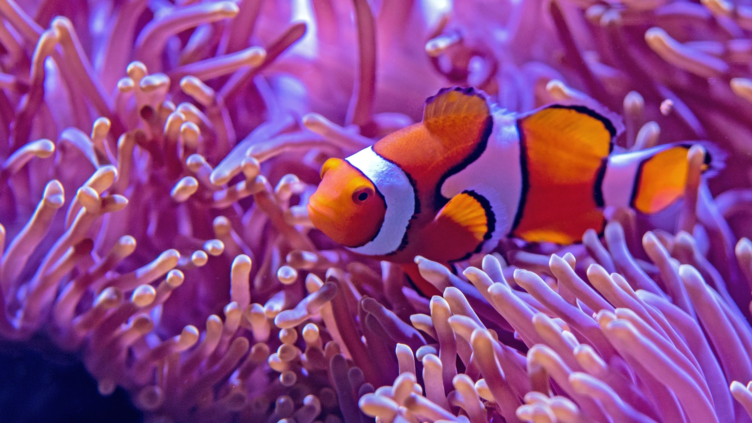 Nature's masterpiece, High-resolution wallpapers, Clown anemone fish, Stunning 4K images, 2560x1440 HD Desktop