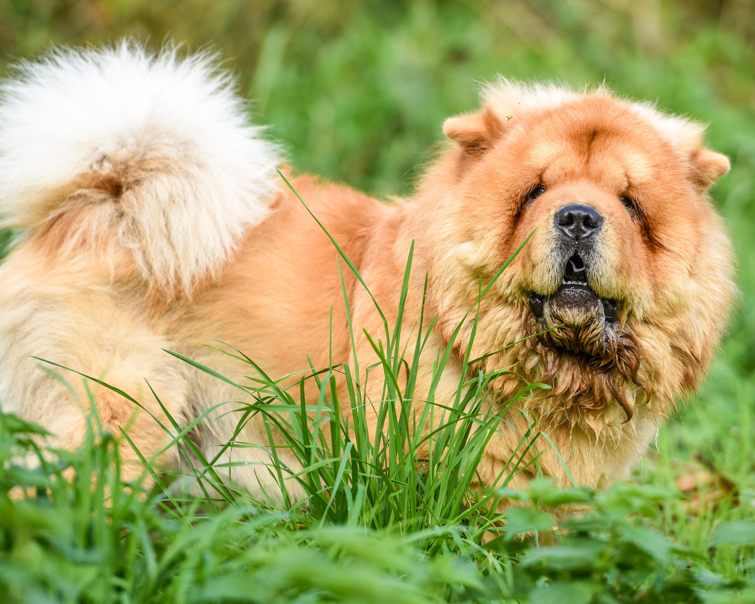 Chow Chow breed, Health information, Appearance, Personality, 2500x2000 HD Desktop