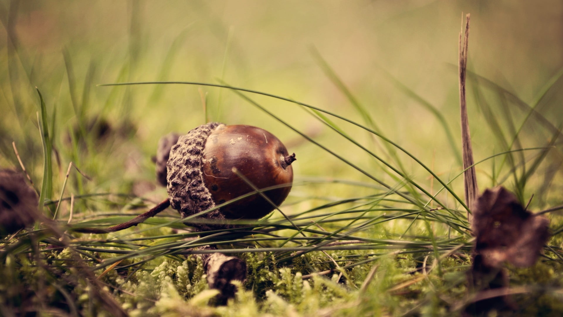 Brown acorn, Acorns nuts grass, Nature HD wallpaper, 1920x1080 Full HD Desktop