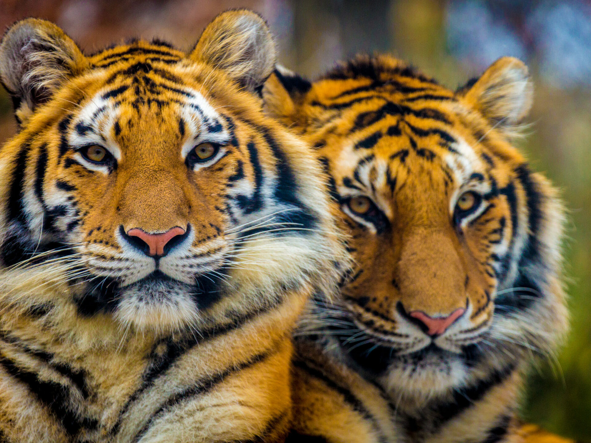 Bengali Tiger, National Park, Rantgamore India, Holiday, 1920x1440 HD Desktop