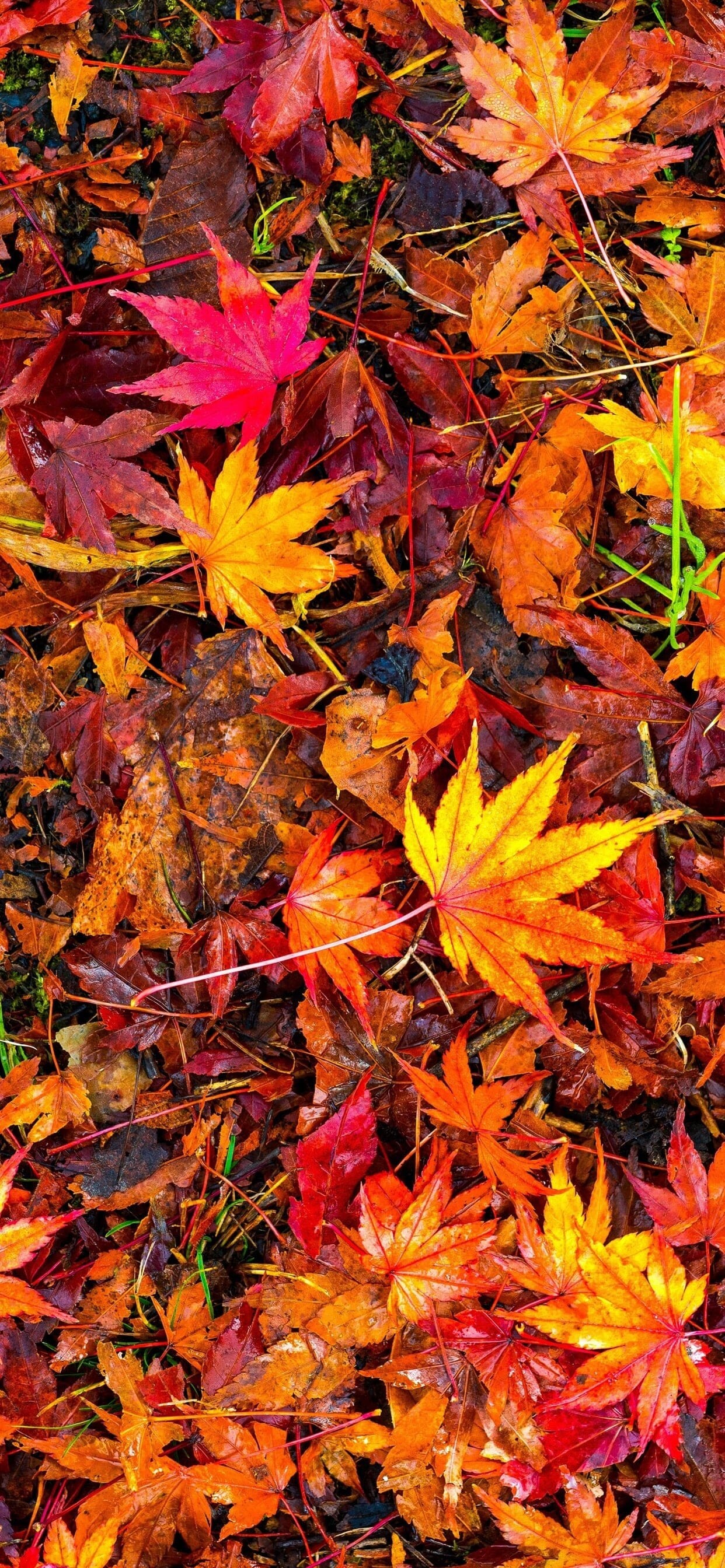 Leaves: Fall coloration, Beautiful autumn foliage. 1250x2690 HD Background.