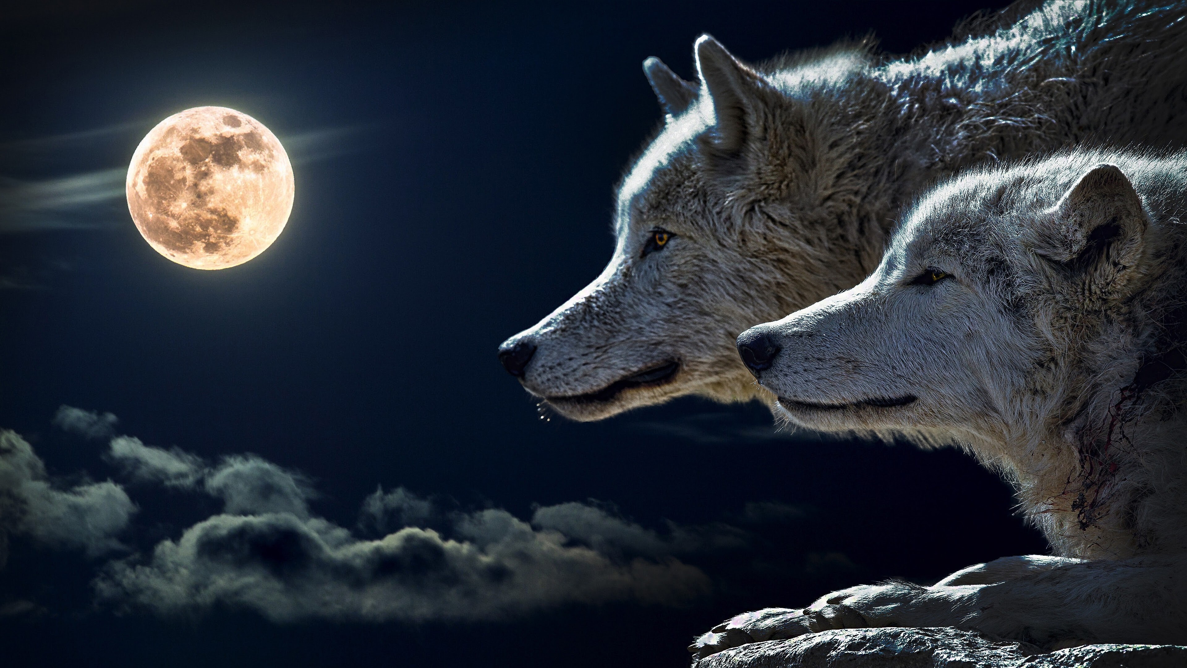 Wolf: It travels in nuclear families consisting of a mated pair accompanied by their offspring. 3840x2160 4K Wallpaper.