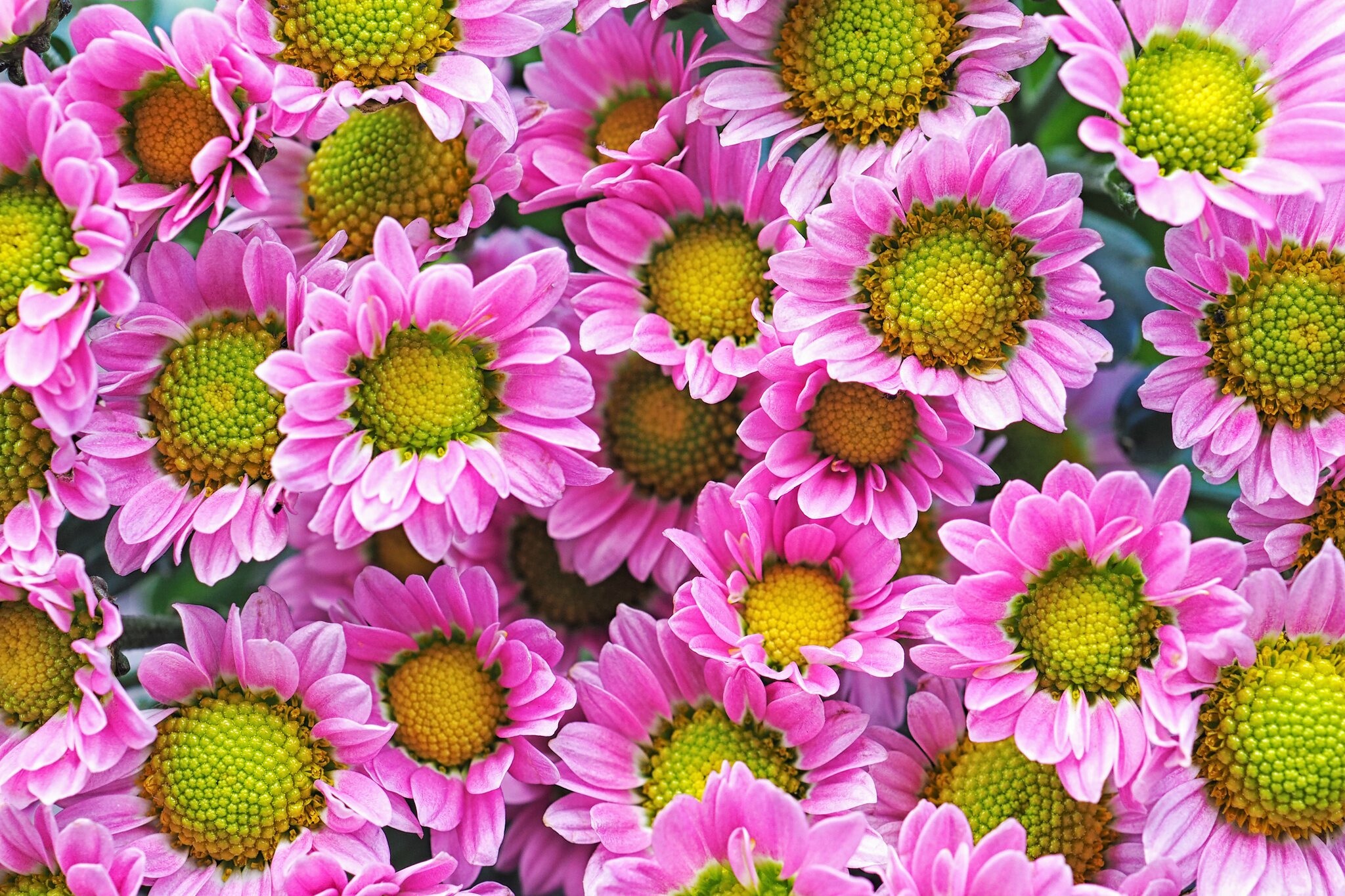 Chrysanthemum: The official flower of the city of Salinas, California. 2050x1370 HD Background.