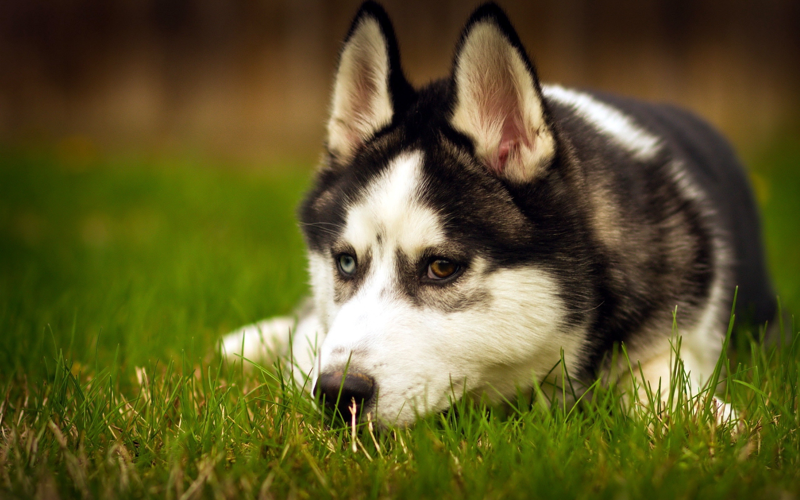 Husky dog close up, Heterochromia, Bokeh effect, High-quality wallpapers, 2560x1600 HD Desktop