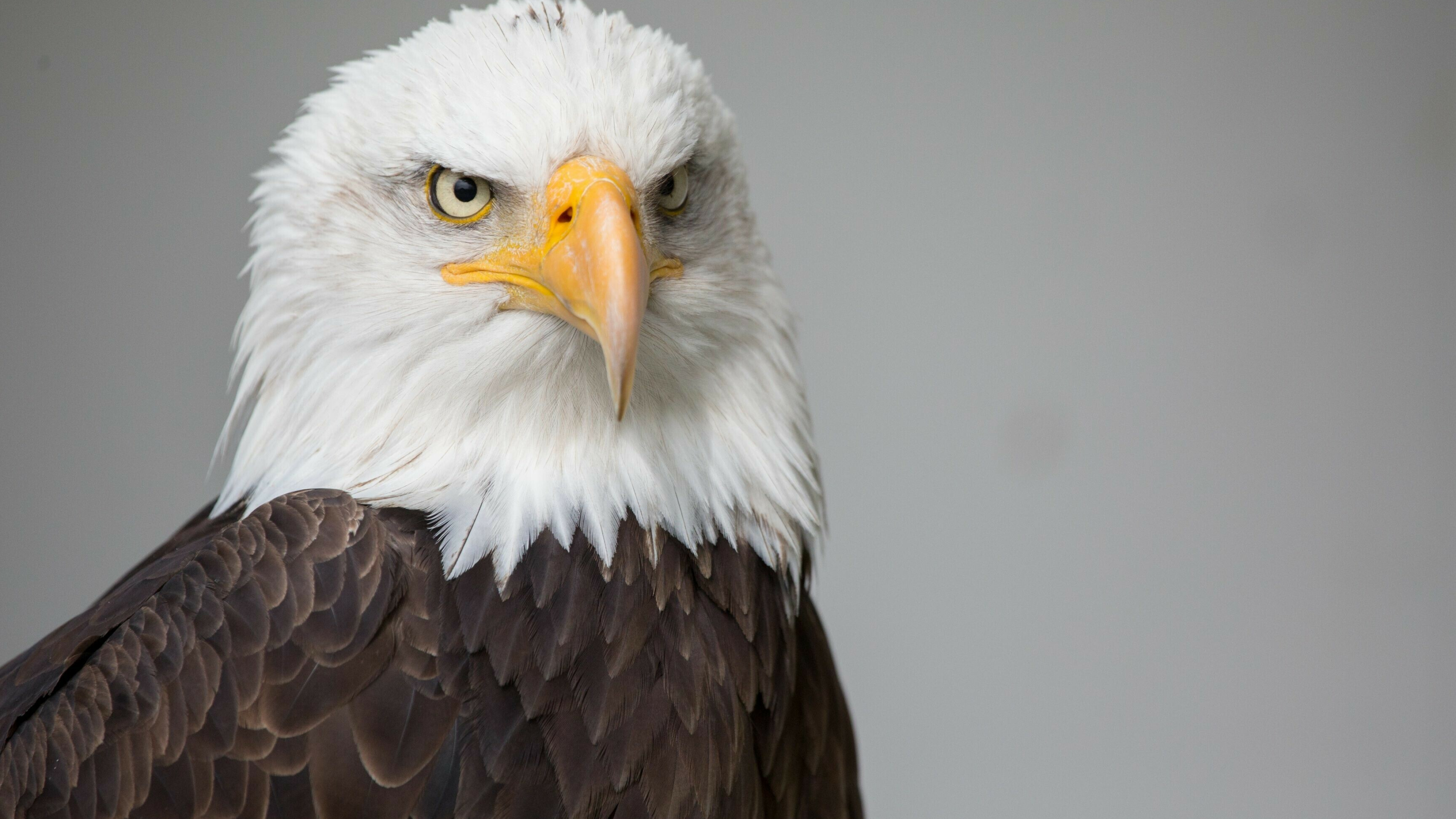 Eagle: Eagles belong to several groups of genera, some of which are closely related. 3840x2160 4K Wallpaper.