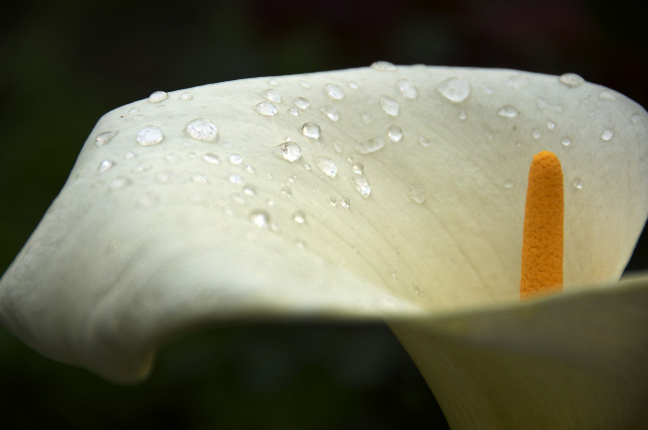 Calla Lily: Rhizomatous, herbaceous, perennial plants, Flowers. 2150x1430 HD Background.