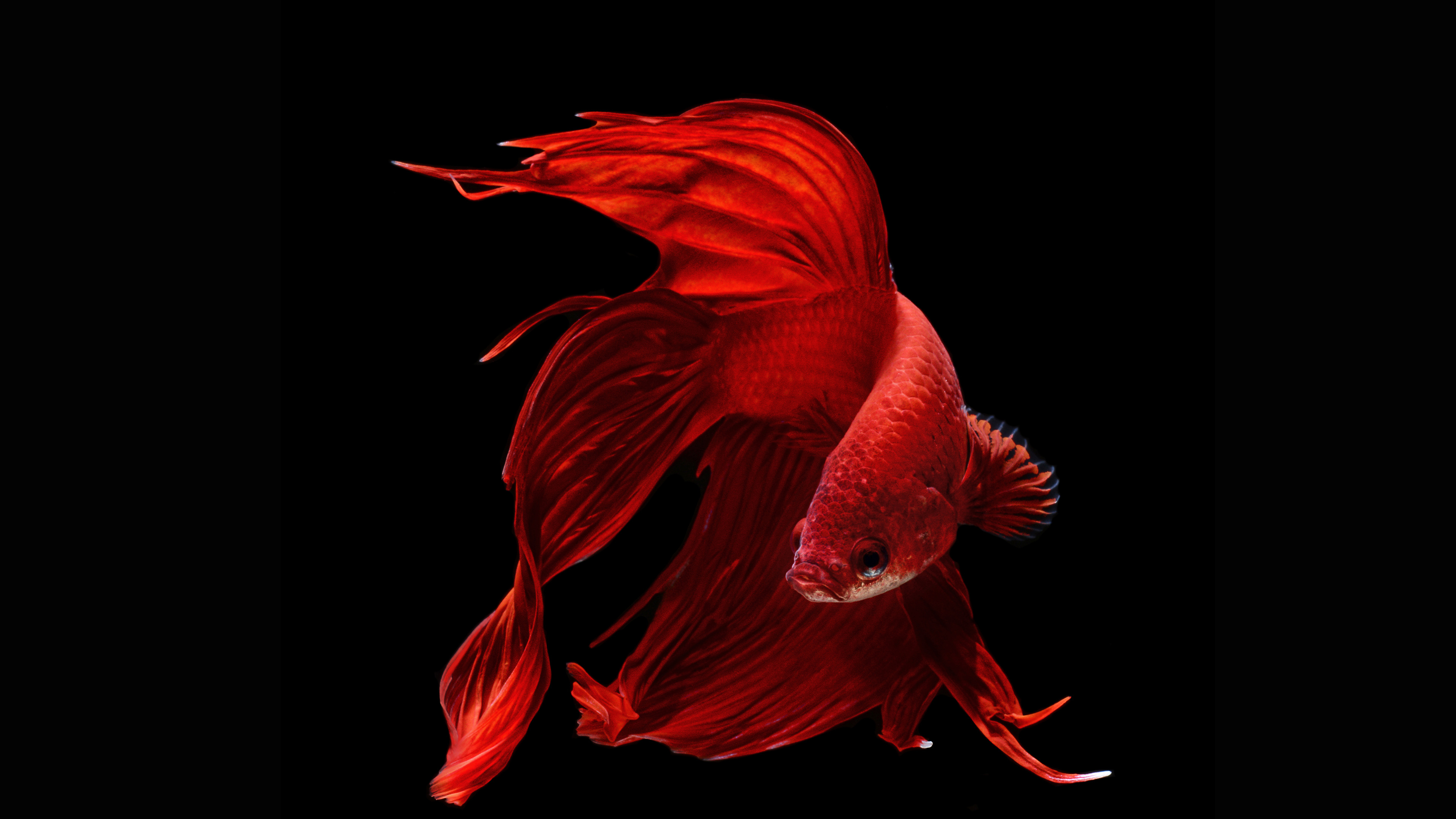 Dark background fish aquarium, Betta and koi fish, Elegance in captivity, Aquatic beauty, 3840x2160 4K Desktop