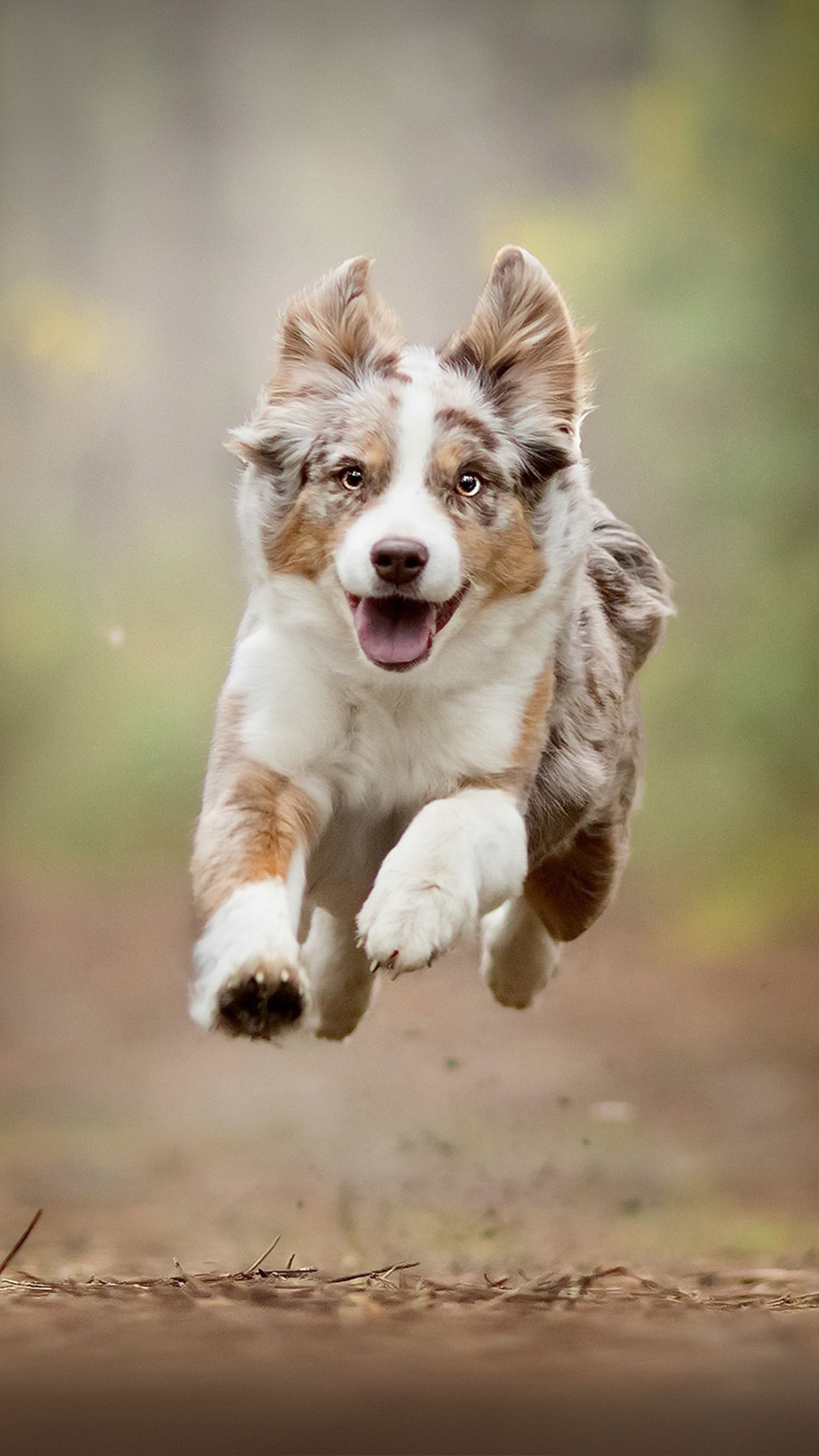 Dog Sports: Australian Shepherd Puppy, Training Course, The Cowboy's Herding Breed. 2160x3840 4K Wallpaper.