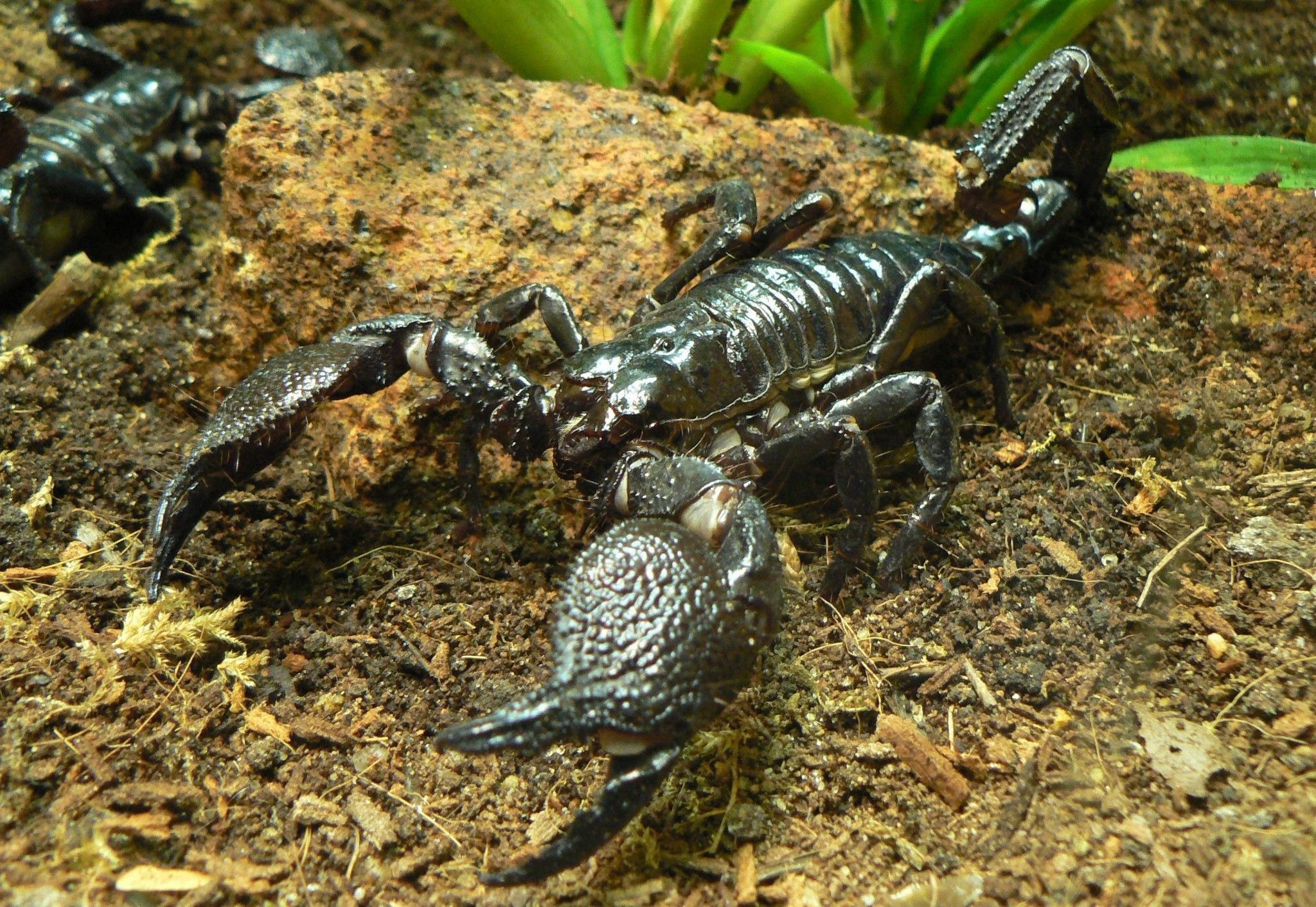 Scorpion (Animal): Animals, Evolved 435 million years ago, Have a chitin exoskeleton. 2050x1420 HD Wallpaper.