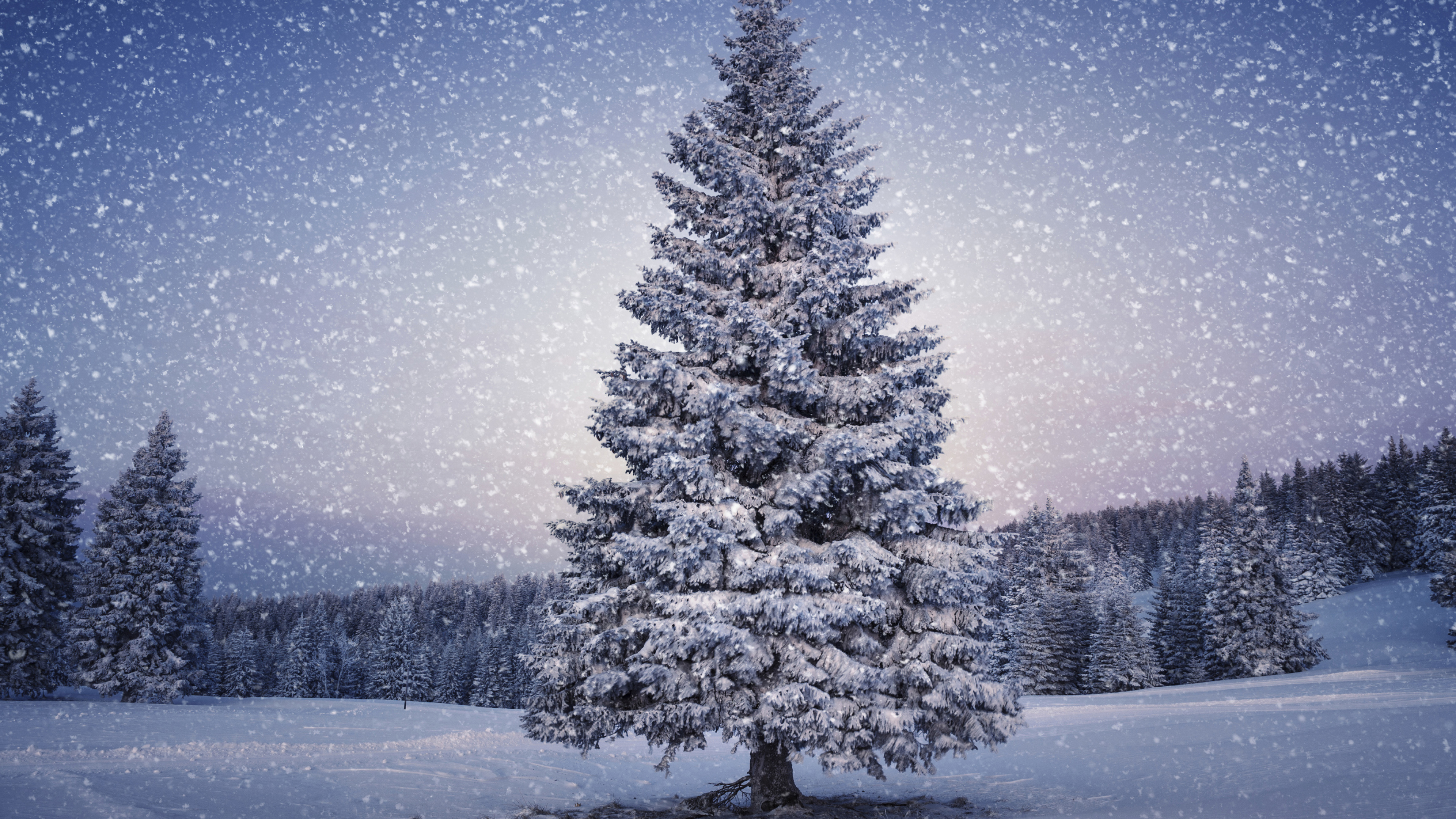Snow-covered fir tree, Winter wonderland, Nature's beauty, Serene landscape, 3840x2160 4K Desktop