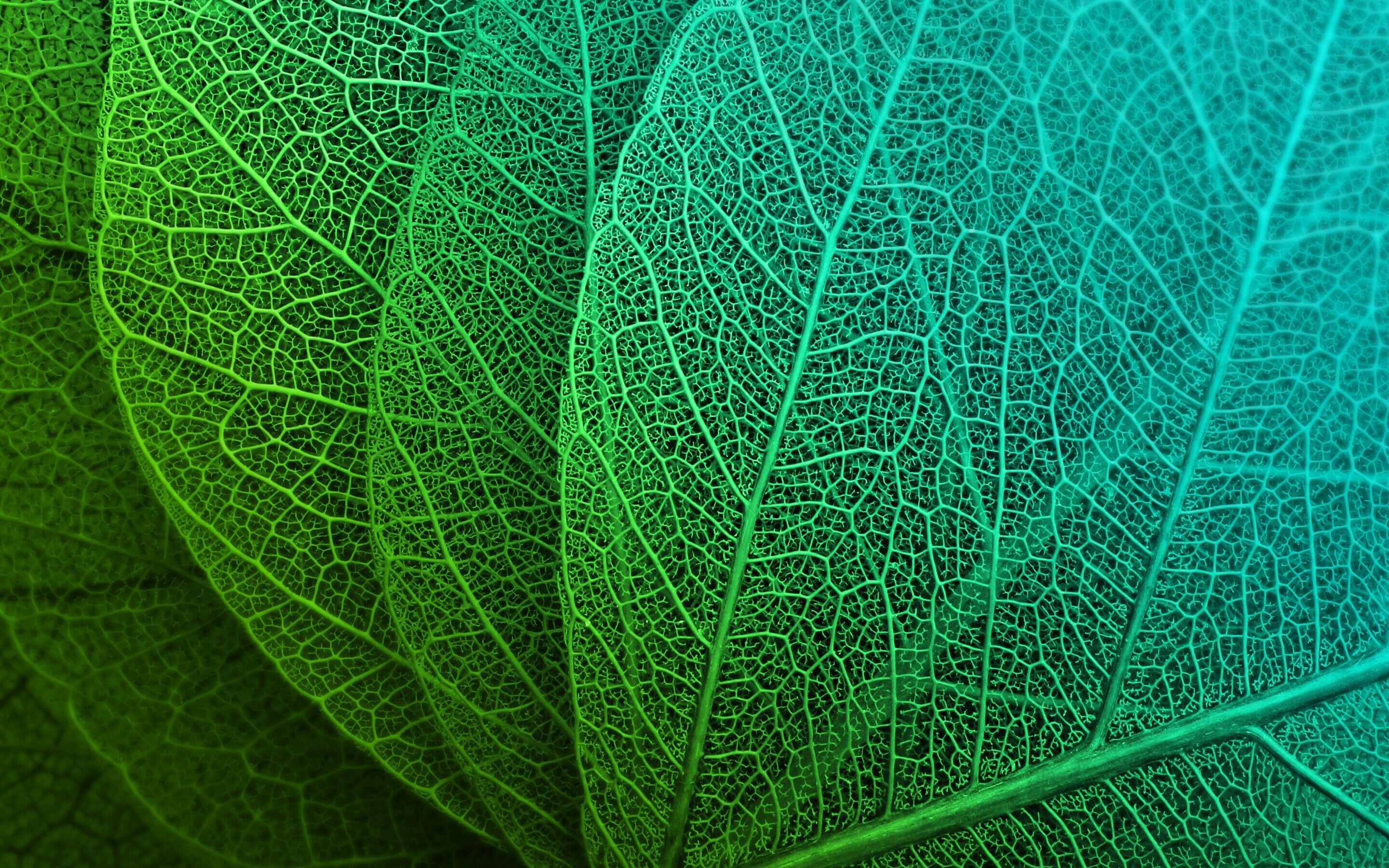 Leaf: Constructed of three major parts: the petiole the base, and the blade. 2880x1800 HD Wallpaper.