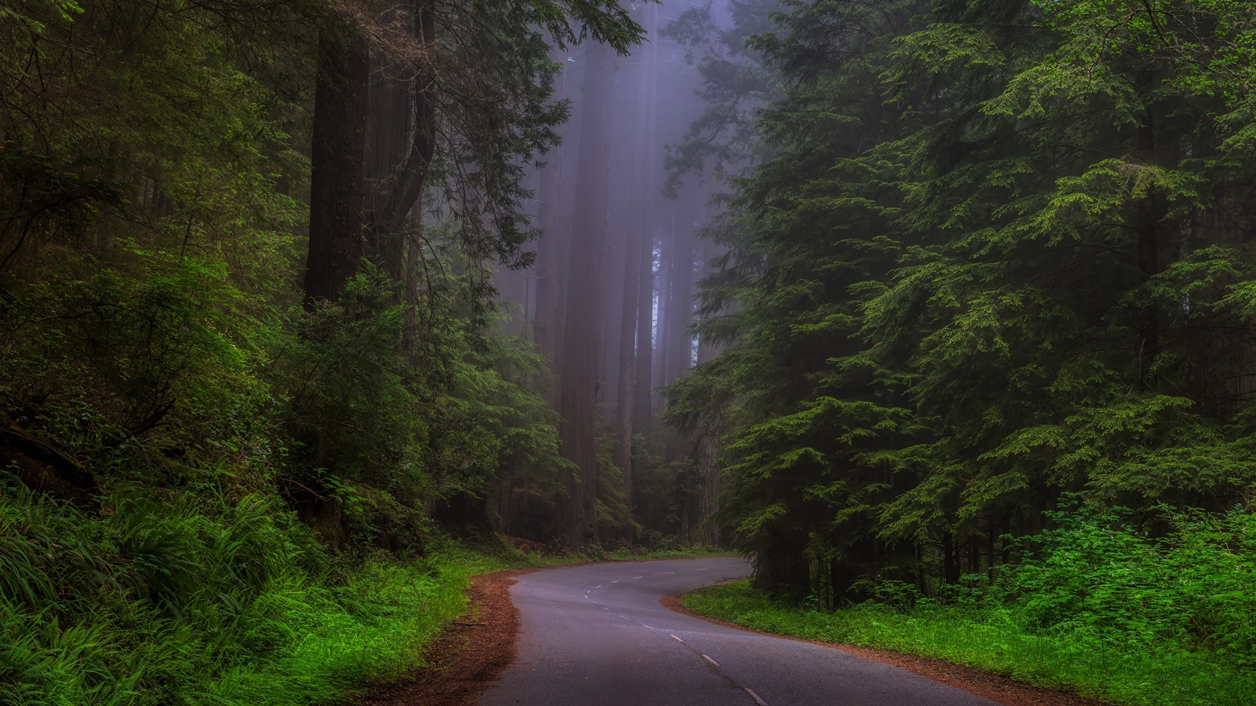 Redwood national park, Breathtaking beauty, Captivating landscapes, Natural magnificence, 2560x1440 HD Desktop