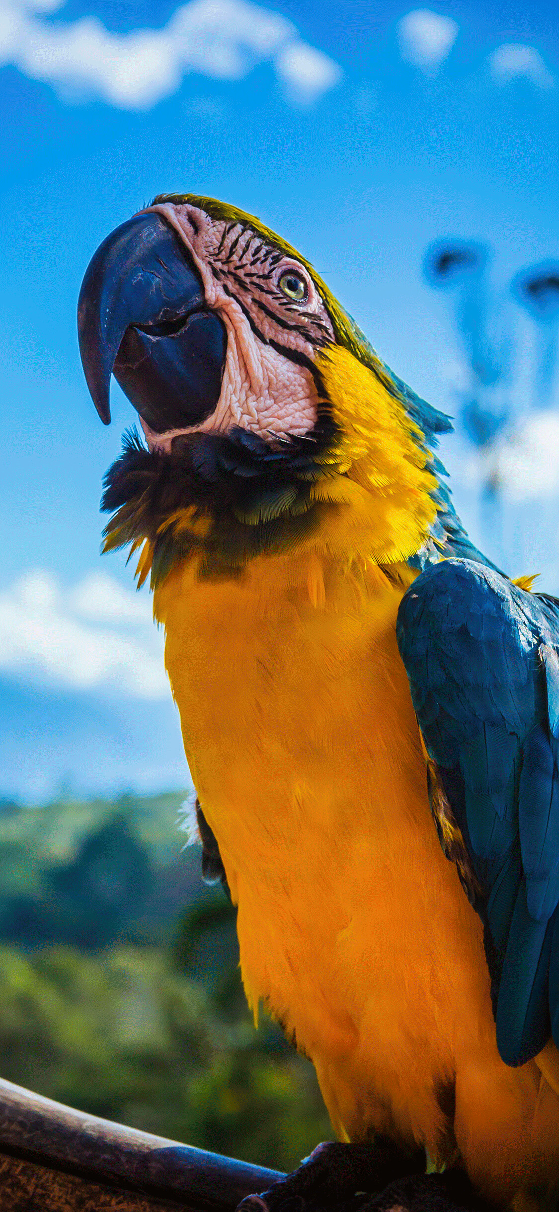 Parrot: Species, including macaws, parakeets, lorikeets keas, lovebirds, cockatiels, and cockatoos. 1130x2440 HD Background.
