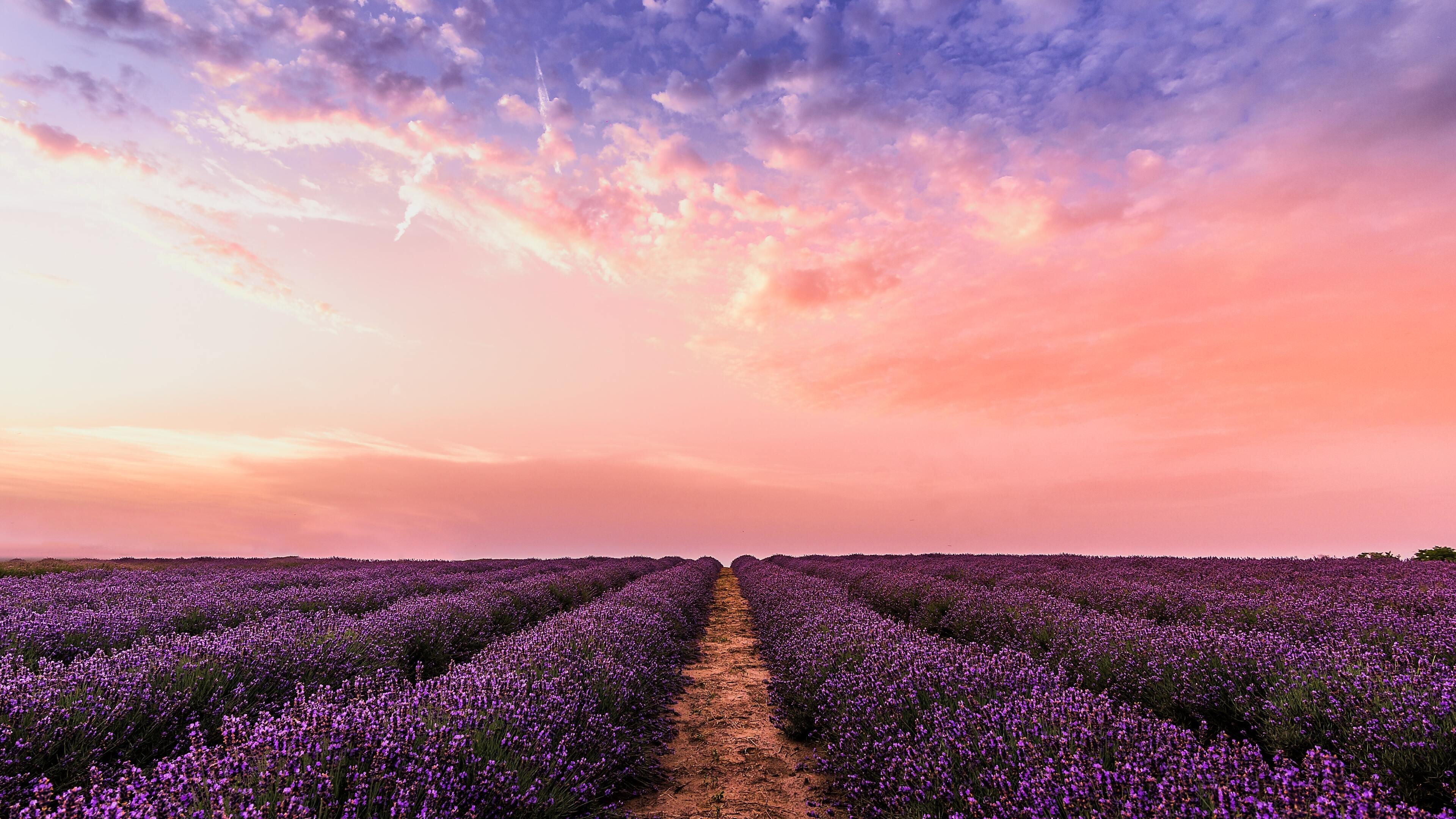Lavender field, Pink sky, 5k wallpapers, Breathtaking scenery, 3840x2160 4K Desktop