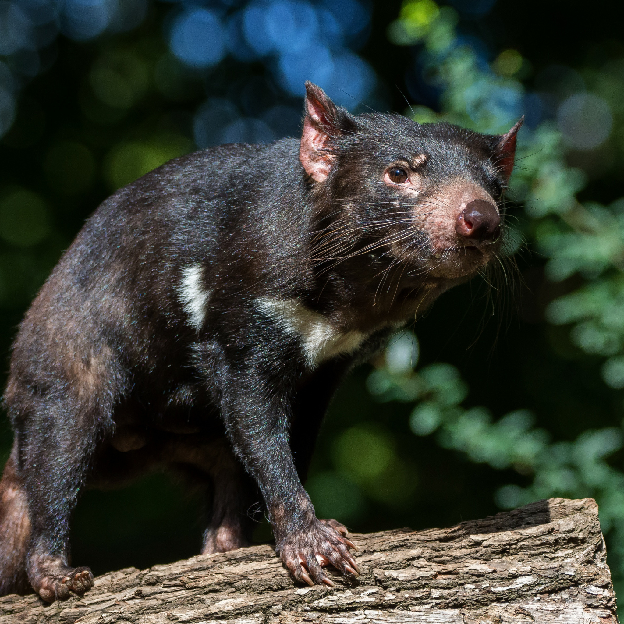 Tasmanian Devil, Greens summer look, Dark background foliage, Beast log, 2050x2050 HD Handy