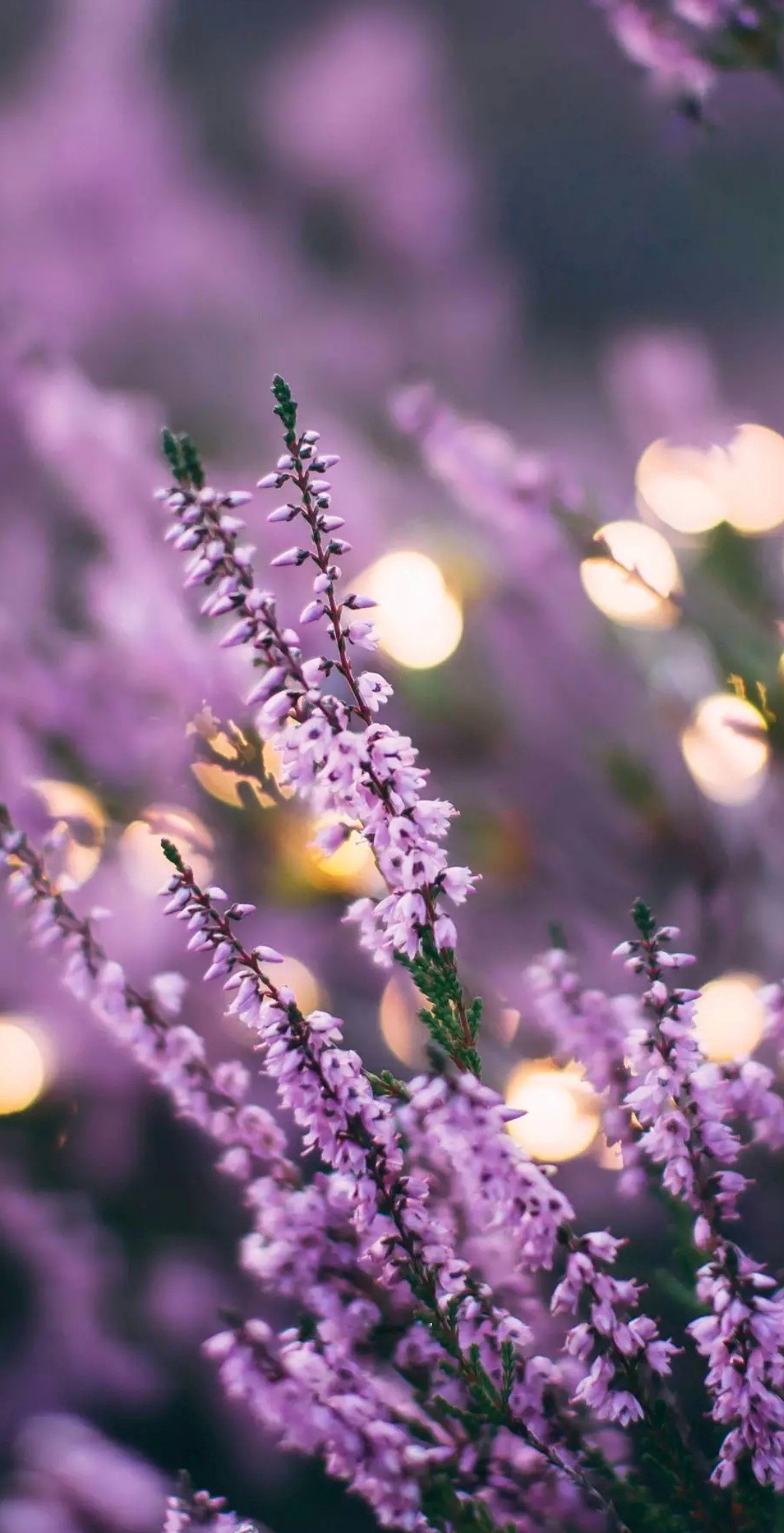 Lavender flowers wallpaper, Thepurplefairyreg, Nature's beauty, 1080x2120 HD Phone