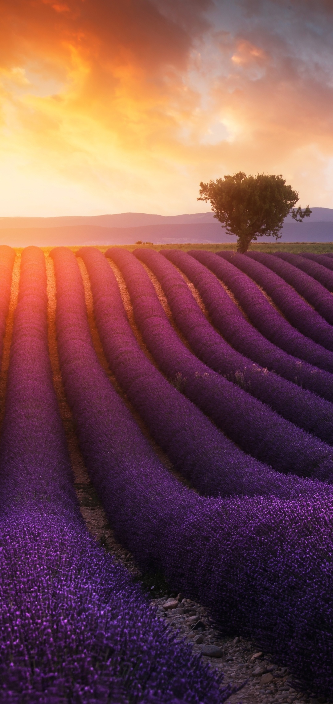Earth lavender, Lavender fields, Nature's wonders, 1080x2280 HD Phone