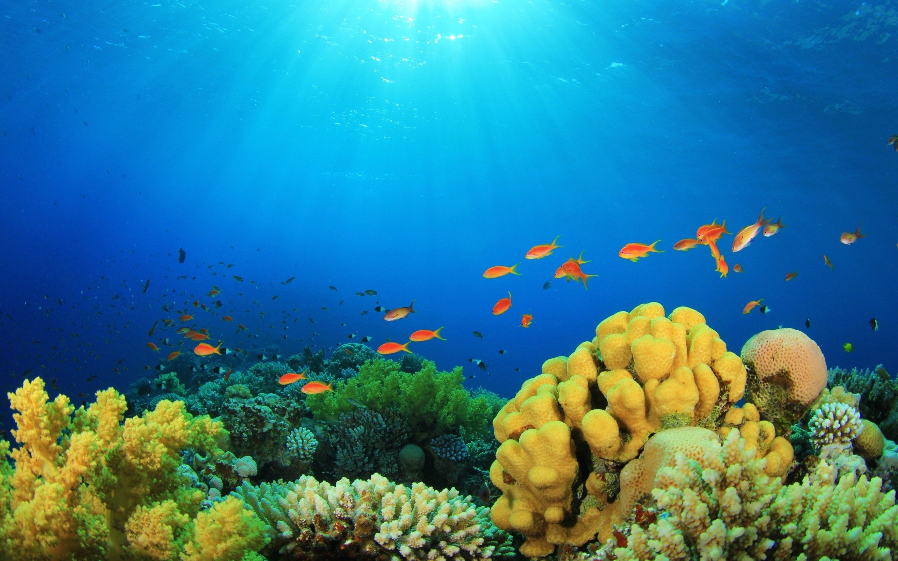 Coral reef wallpapers, Desktop backgrounds, 2880x1800 HD Desktop