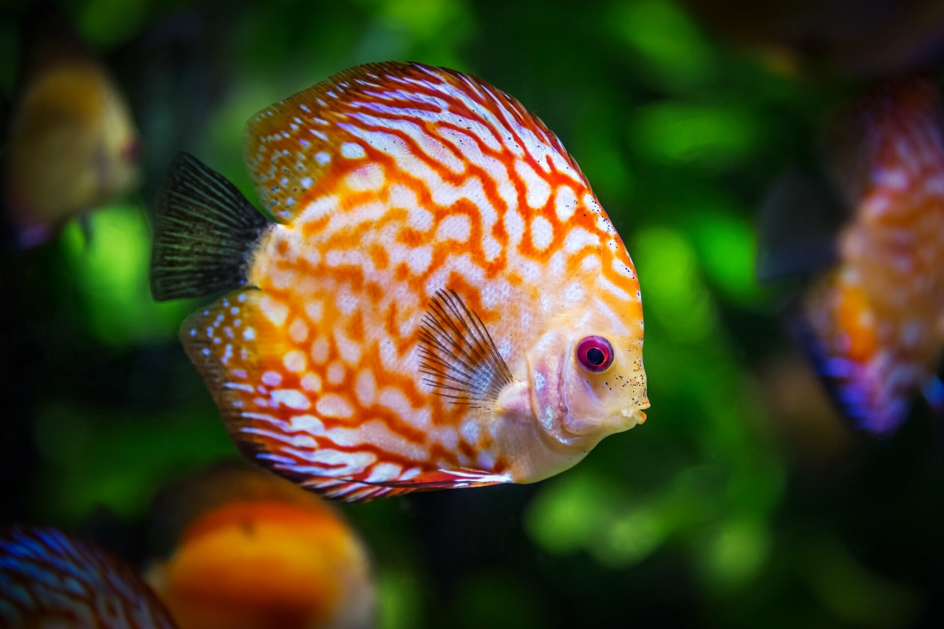 Fish: Discus, A species of cichlid native to the Amazon Basin. 1920x1280 HD Background.