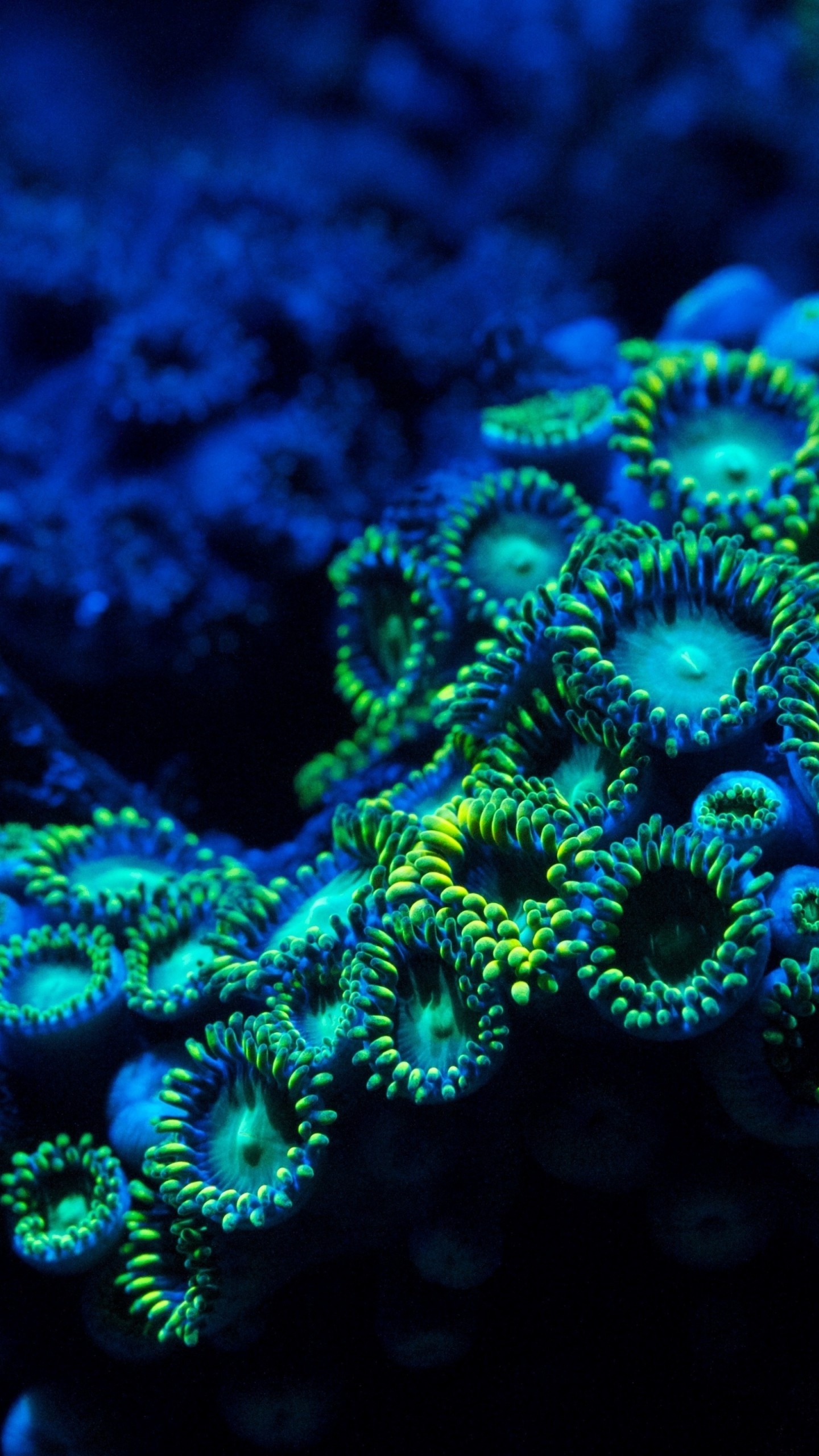 Sea Sponge: Coral, Zoanthids, Underwater, Nature, The osculum, Ocean. 1440x2560 HD Wallpaper.