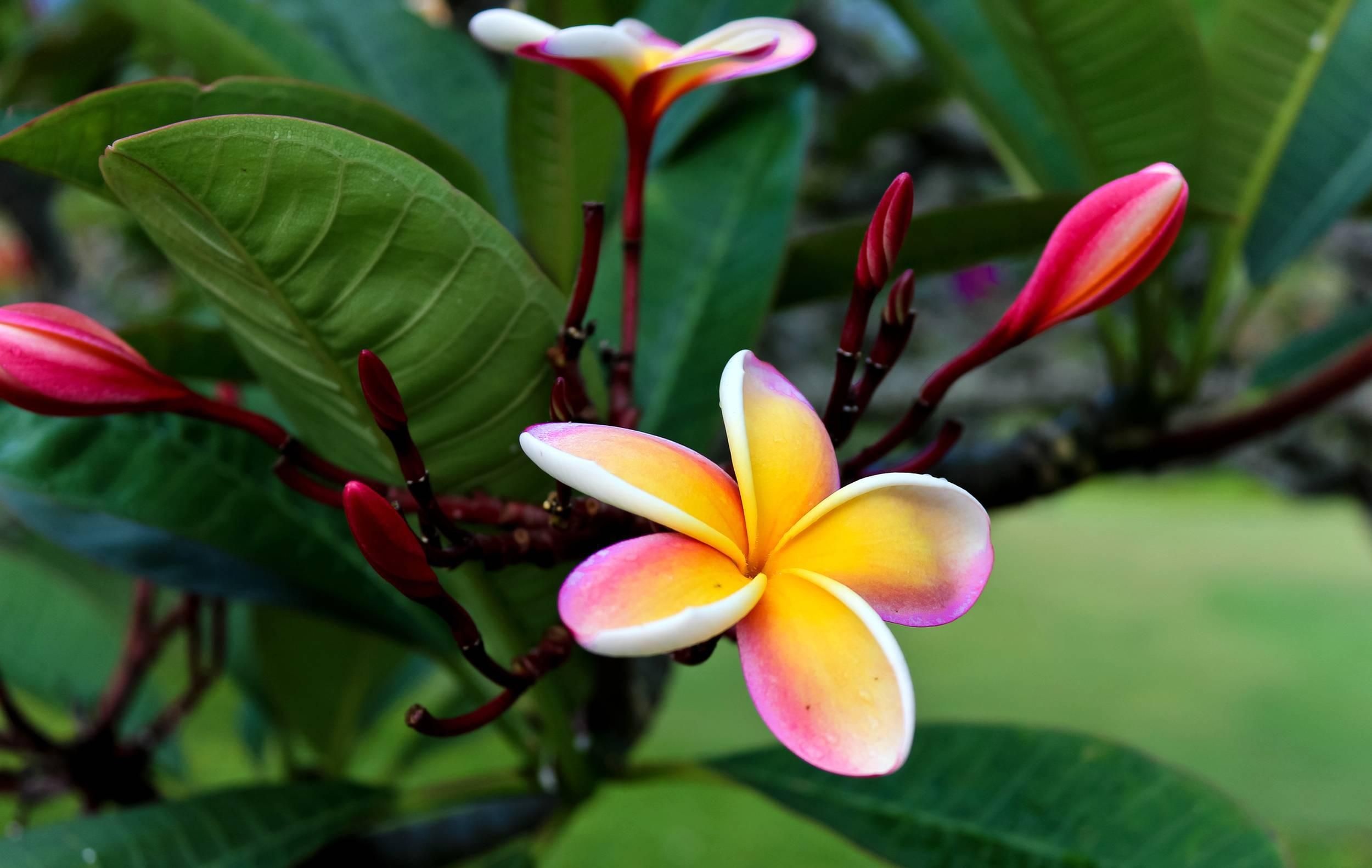 Hawaiian flower, Exquisite wallpapers, 2500x1590 HD Desktop
