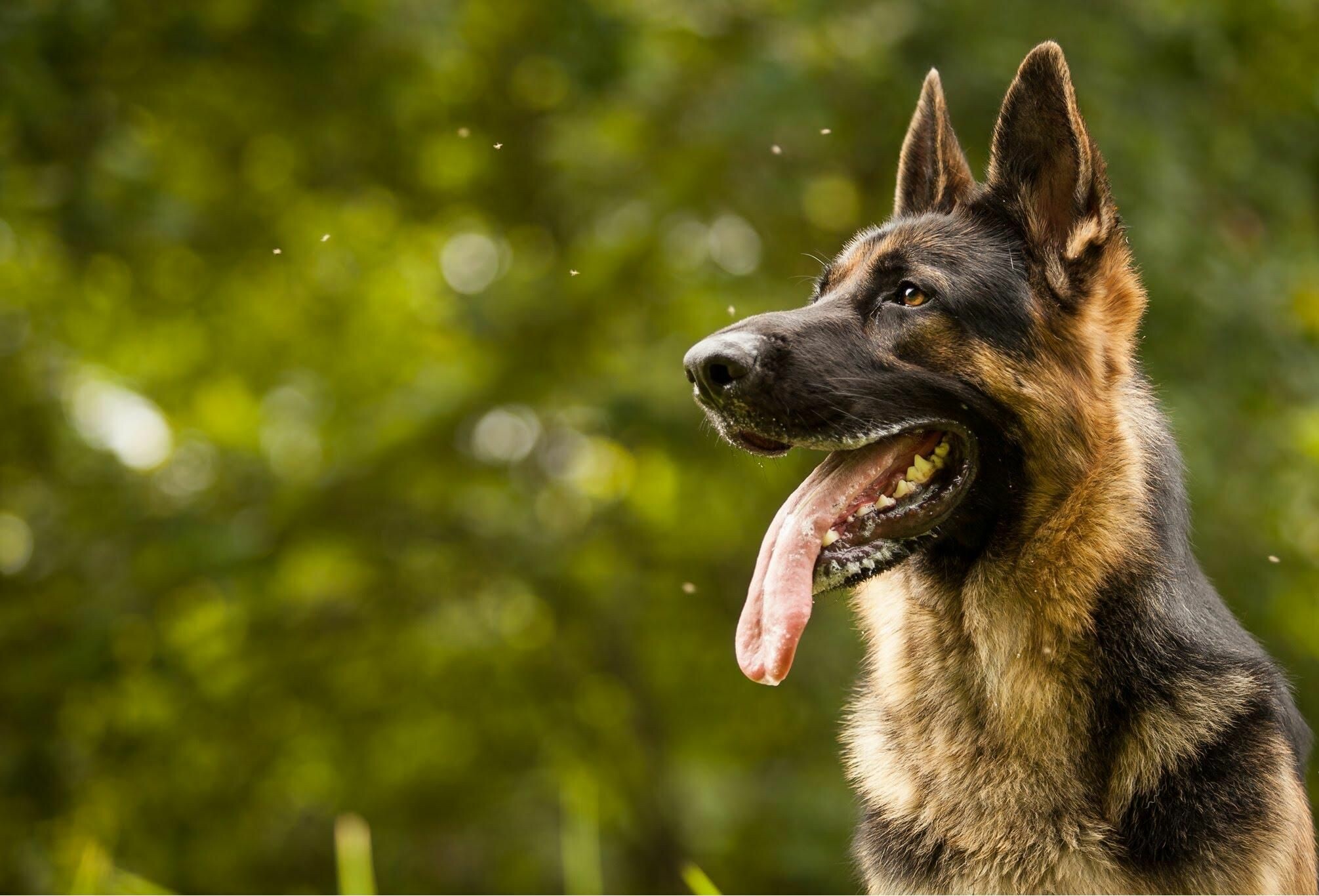 German Shepherd: The breed being used for tracking criminals, patrolling troubled areas and detection and holding of suspects. 2020x1370 HD Wallpaper.