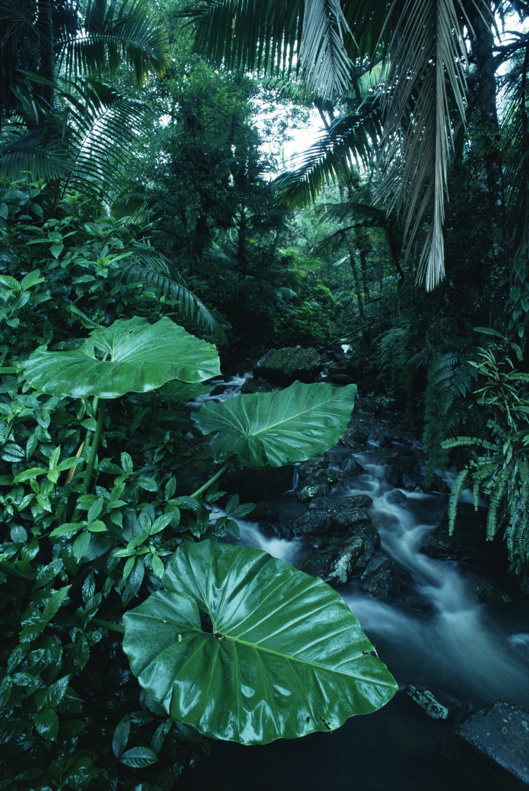 Rainforest: Scenery, Woodlands, Nature, Ecoregion, Back country. 1780x2660 HD Wallpaper.
