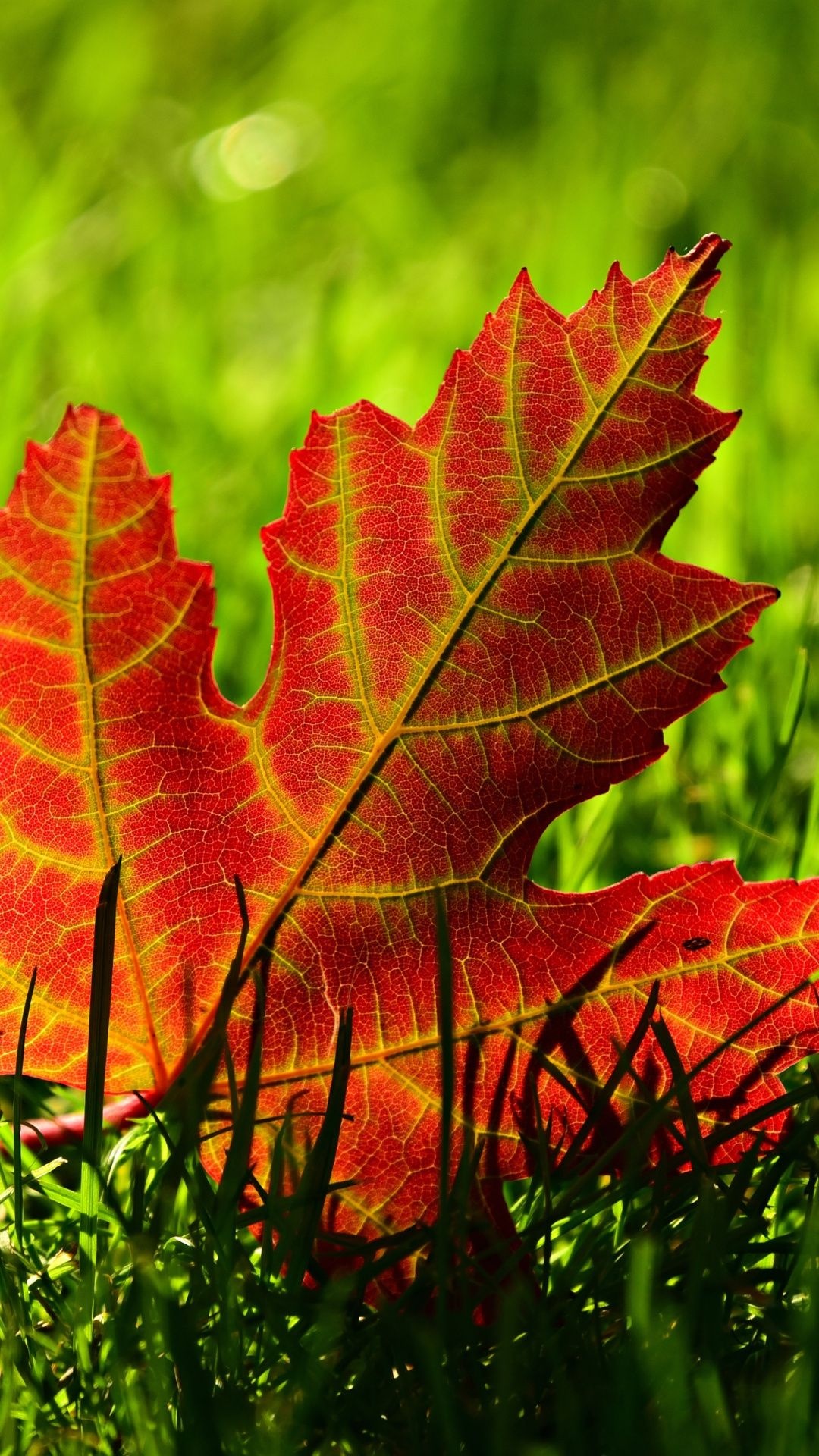 Maple leaf and grass, Close up wallpaper, Nature's beauty, Backgrounds, 1080x1920 Full HD Handy