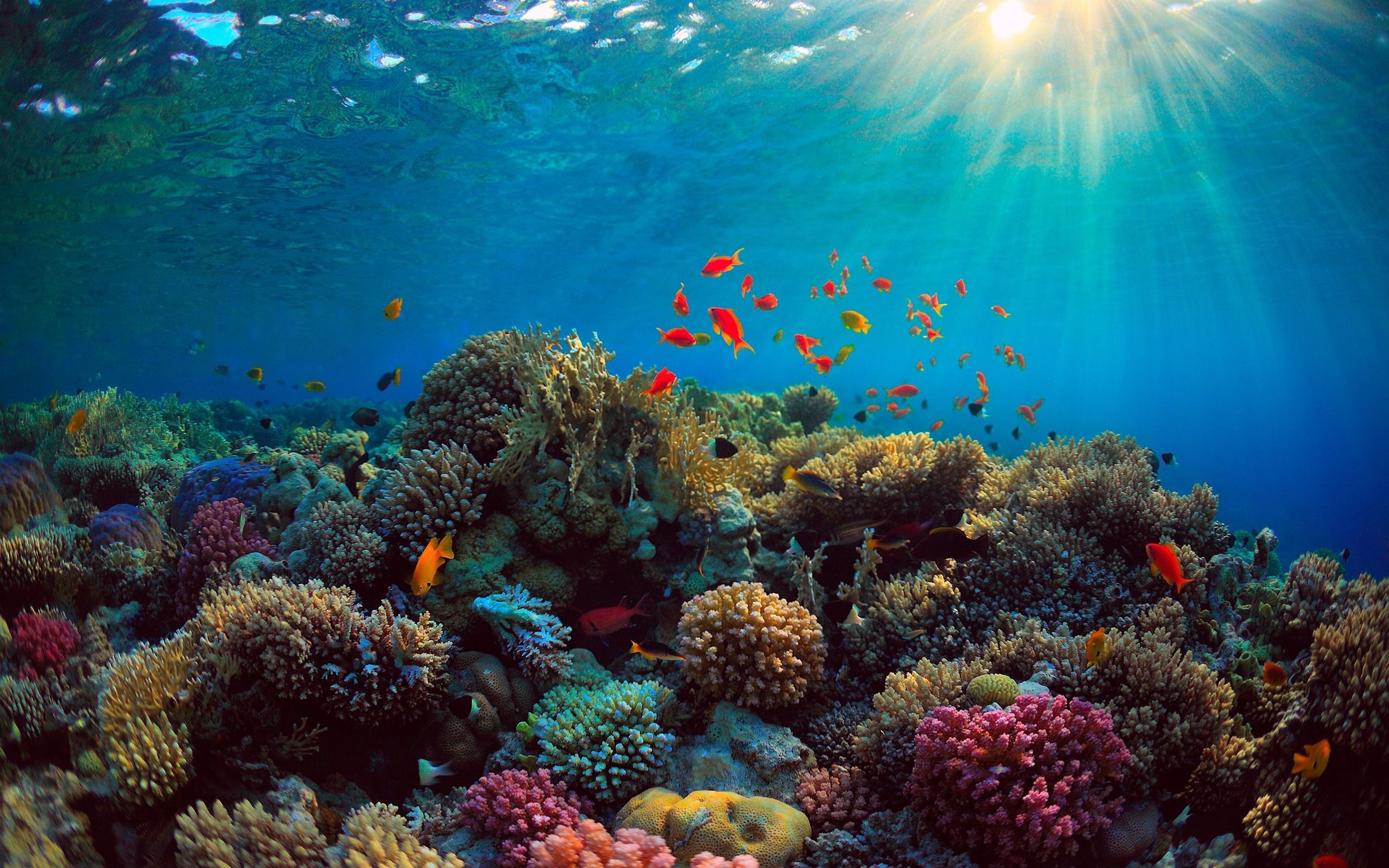 Coral Sea, Underwater coral, Top free backgrounds, Travels, 2560x1600 HD Desktop