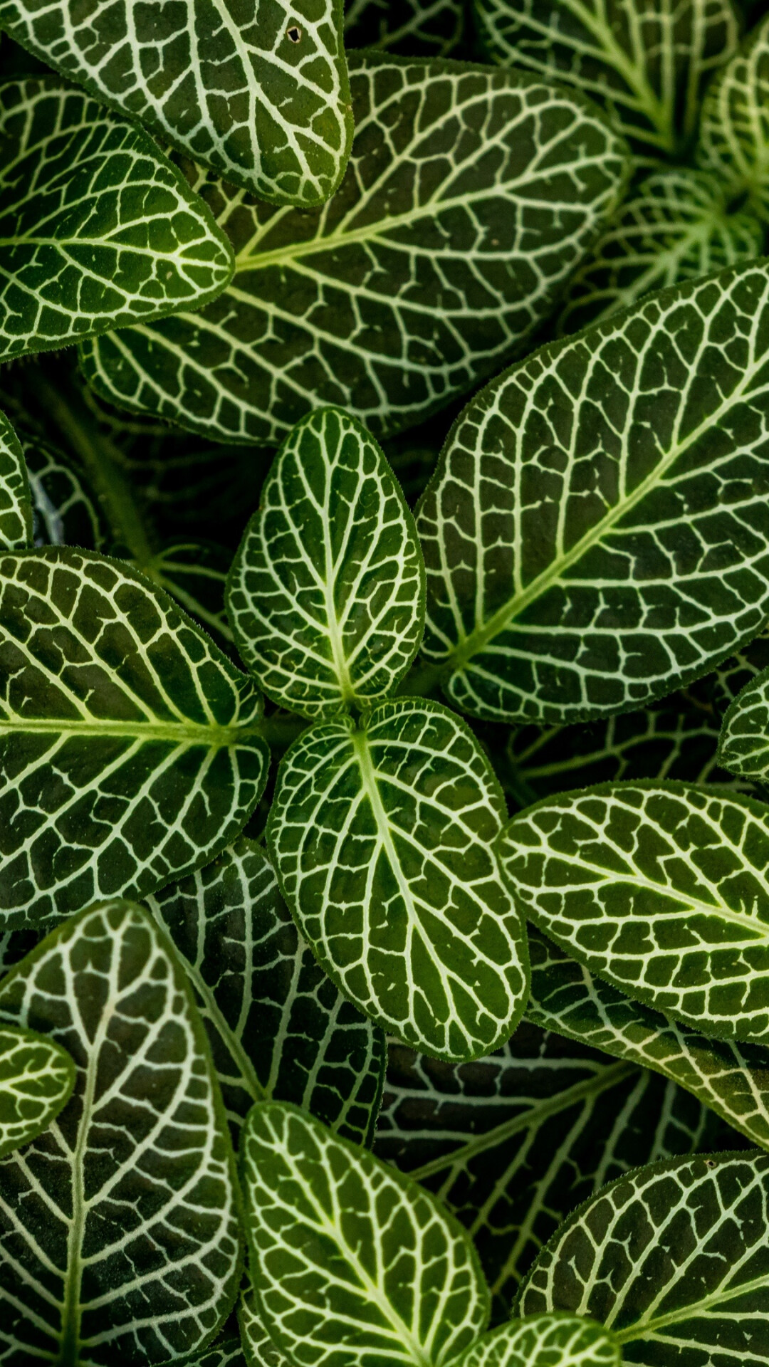 Leaves: A plant organ, exposed to the external environment, Fittonia. 1080x1920 Full HD Background.