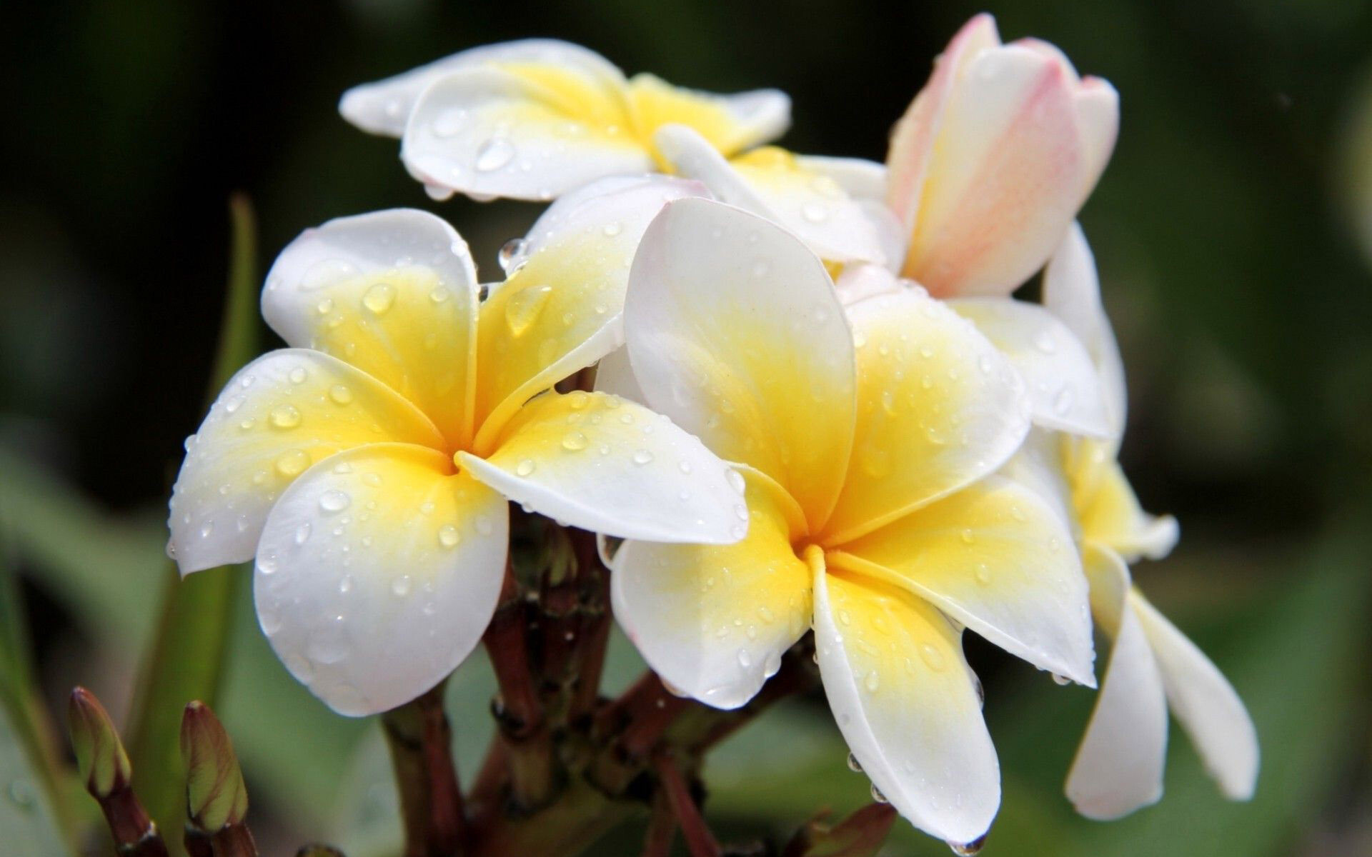 Frangipani Flower: Like their relatives in the dogbane family, plumerias exude a toxic, thick, milky latex from a cut flower, leaf, or stem. 1920x1200 HD Wallpaper.