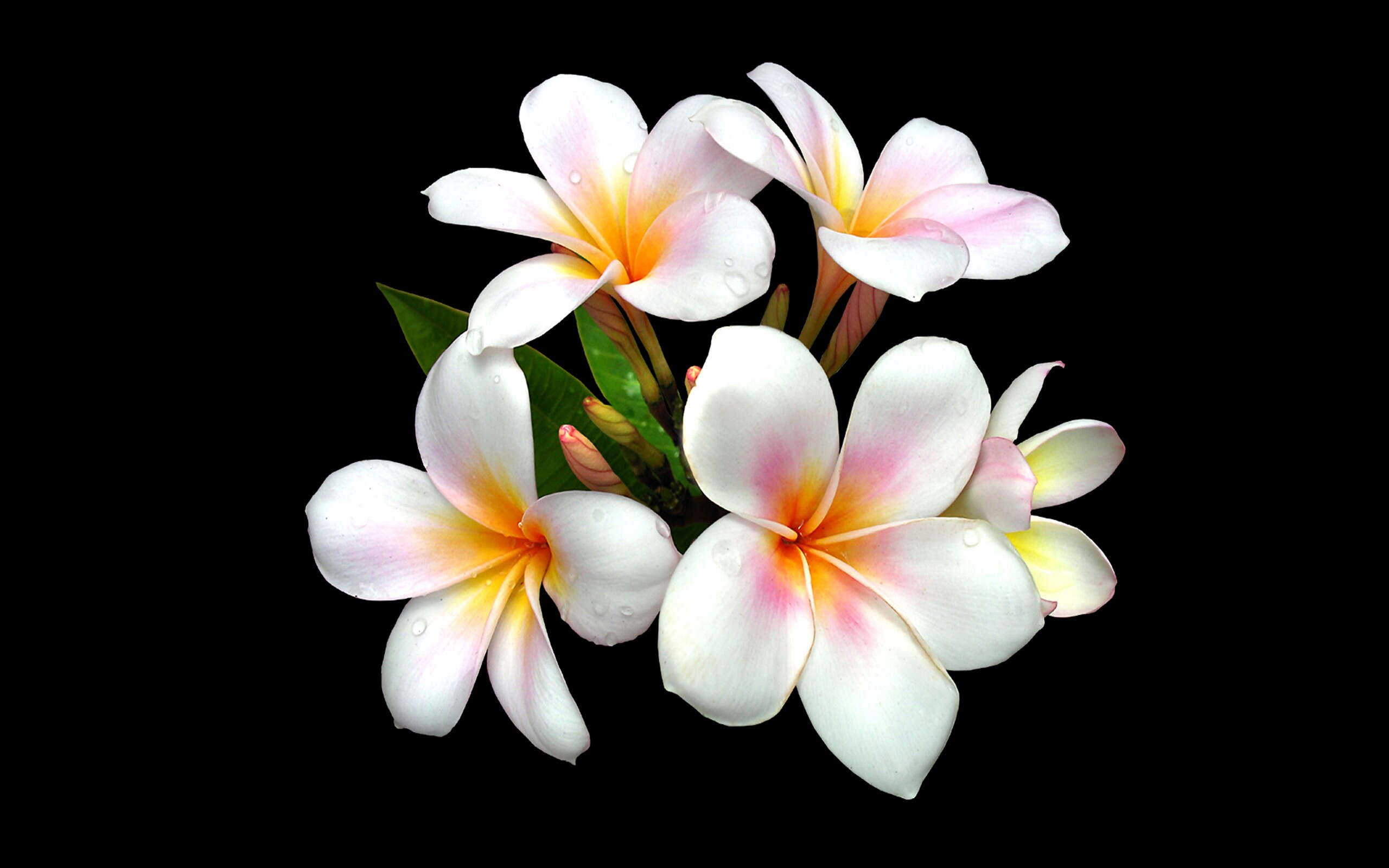 Frangipani Flower: The genus Plumeria includes about a dozen accepted species, and one or two dozen are open to review, with over 100 regarded as synonyms. 2560x1600 HD Background.
