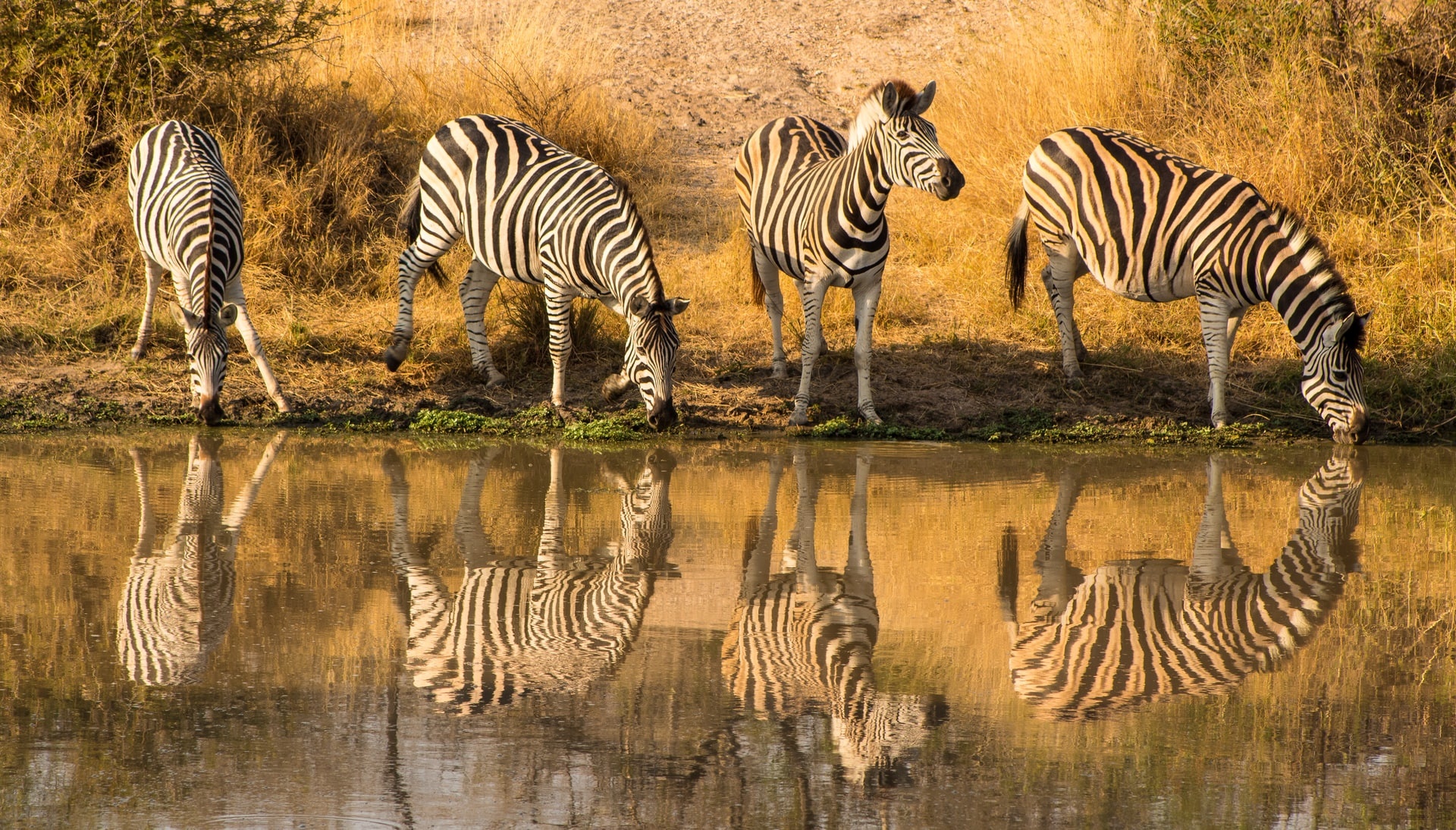 Kruger National Park, Luxury safari lodges, Travelnetbook DMC Africa, 1920x1100 HD Desktop