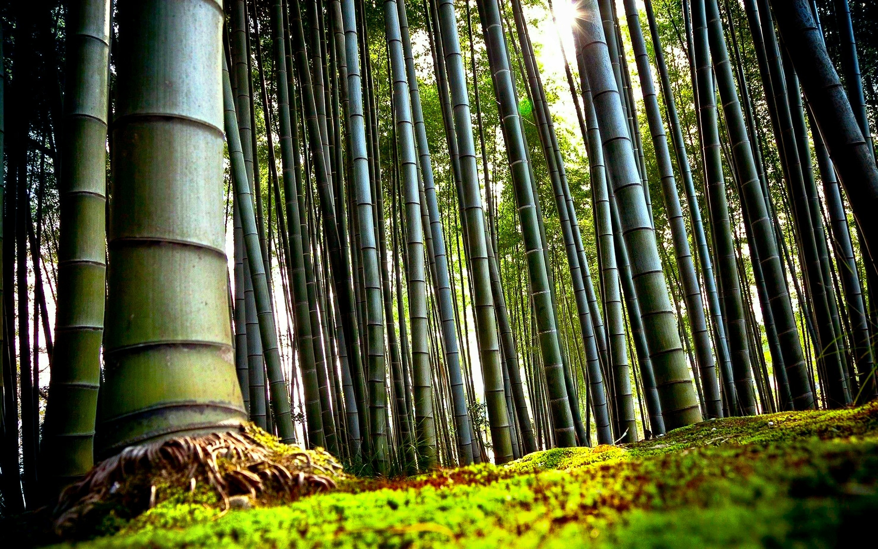 Bamboo: The plant that is growing mainly in the tropical and subtropical regions of Asia. 2960x1850 HD Wallpaper.