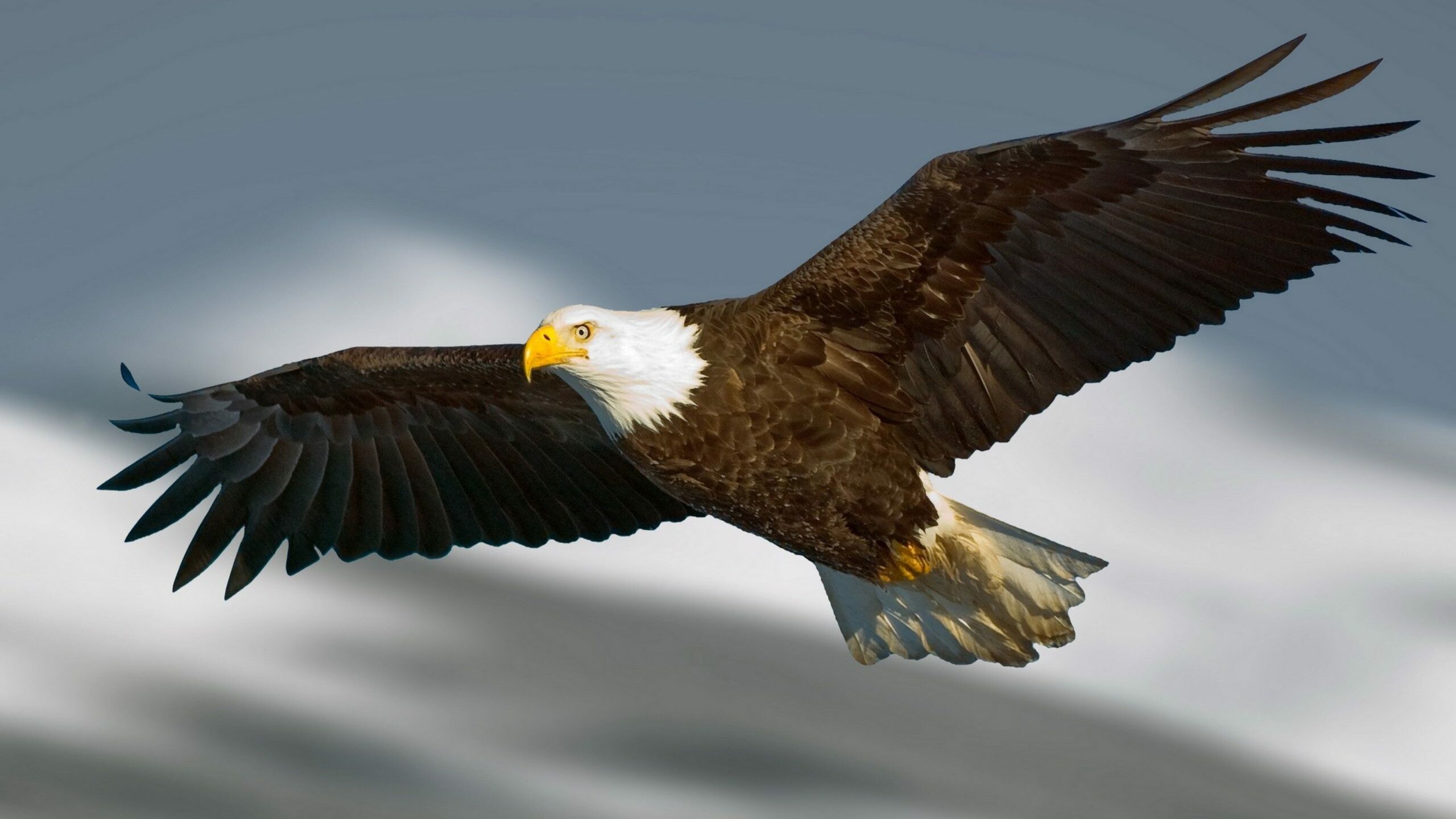 Eagle: A group of particularly large birds that belong to the family of Accipitridae. 2560x1440 HD Wallpaper.