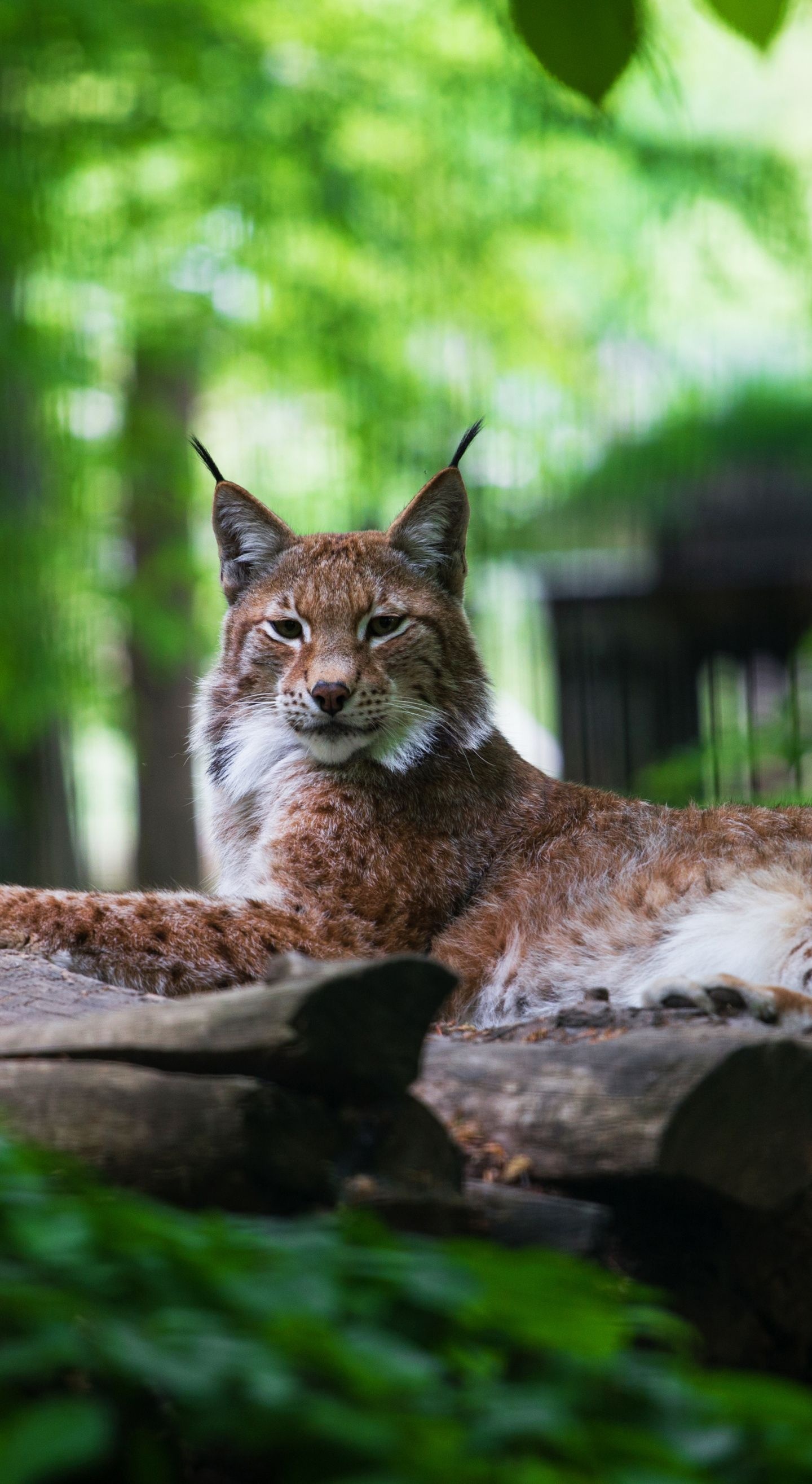 Canadian lynx wallpapers, Shared by fans, Personal touch, Exclusive collection, 1440x2630 HD Handy