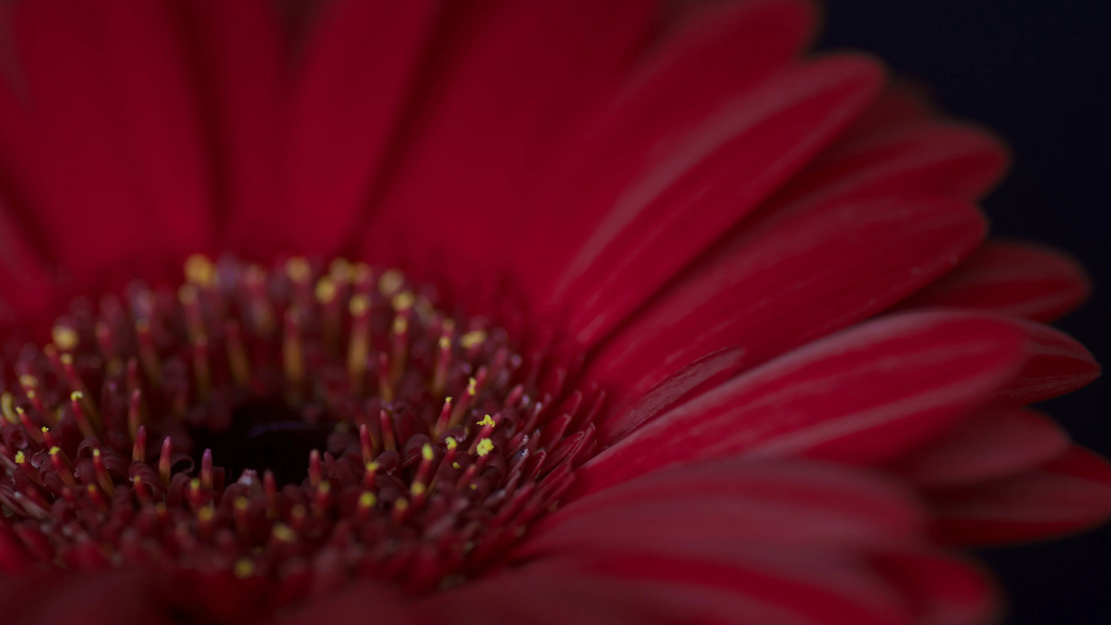 Gerbera Daisy: Very popular and widely used as a decorative garden plant or as cut flowers. 3840x2160 4K Wallpaper.