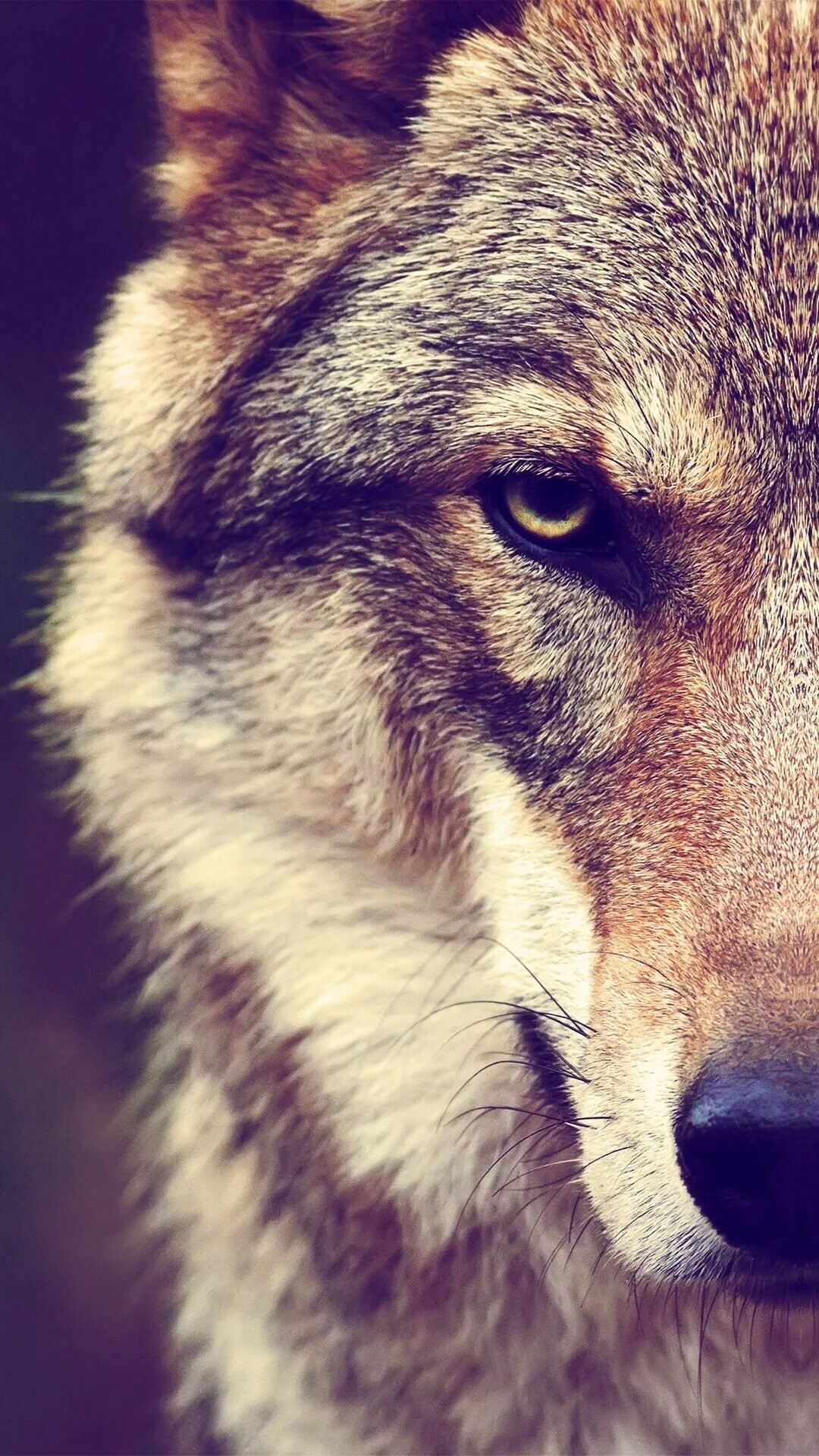 Wolf: Gray wolves are the planet’s most widespread large land mammals after humans and livestock. 1080x1920 Full HD Wallpaper.