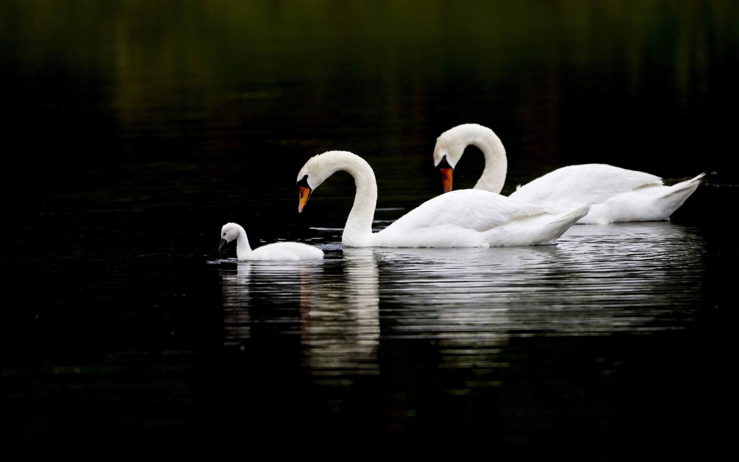 Swan, Animals, 4K HD wallpaper, Swan backgrounds, 2560x1600 HD Desktop