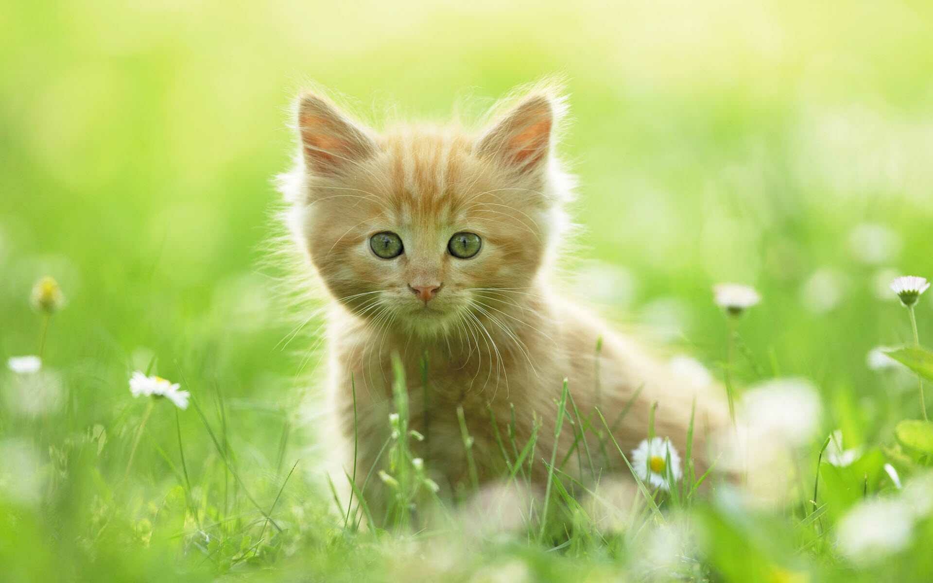 Kitten: A juvenile cat, A furry animal that has a long tail and sharp claws. 1920x1200 HD Wallpaper.