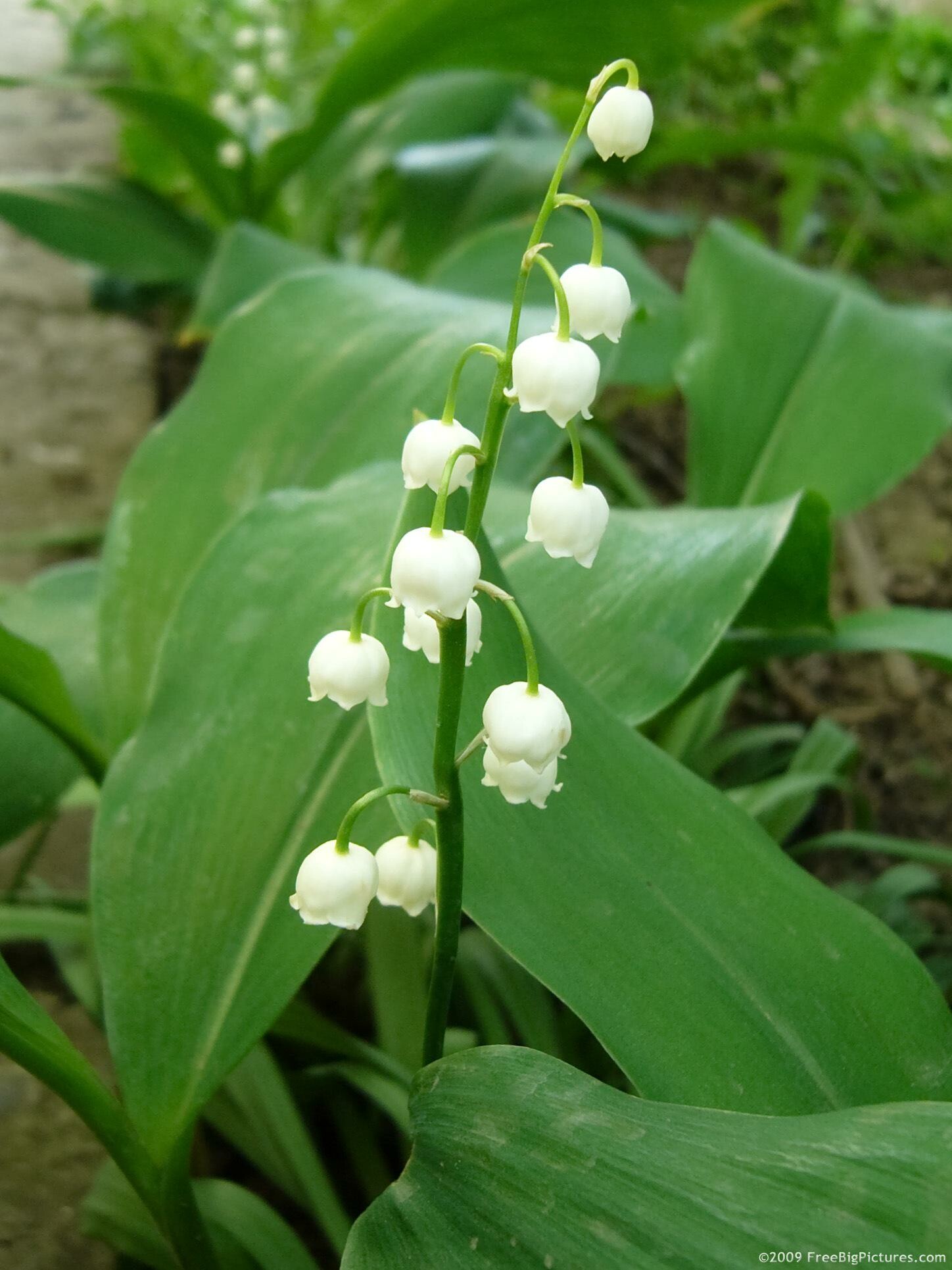 Lily of the Valley: The late Queen Elizabeth II's favorite flower, May bells. 1450x1930 HD Background.
