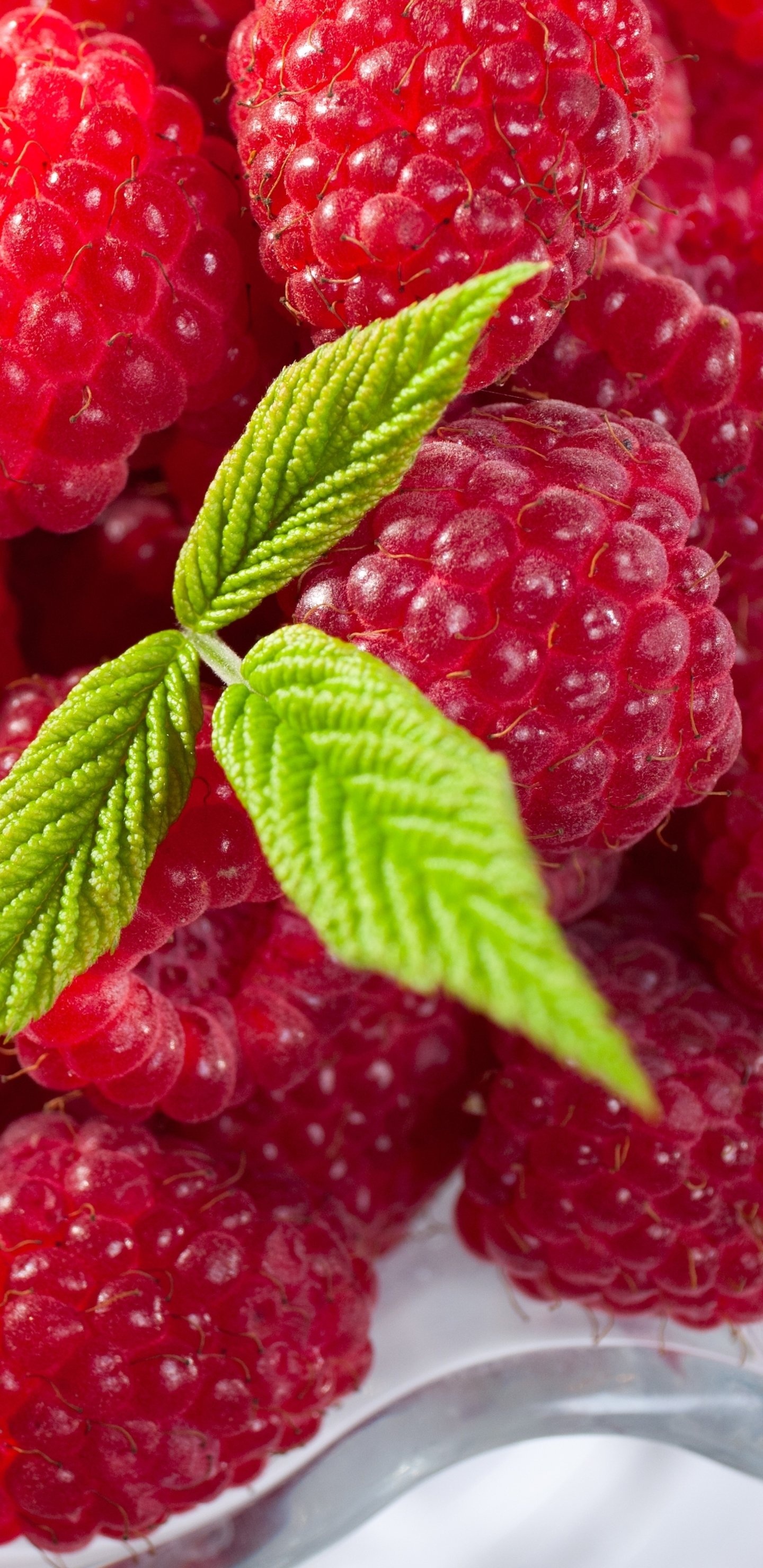 Food, Raspberry, Background images, 1440x2960 HD Phone