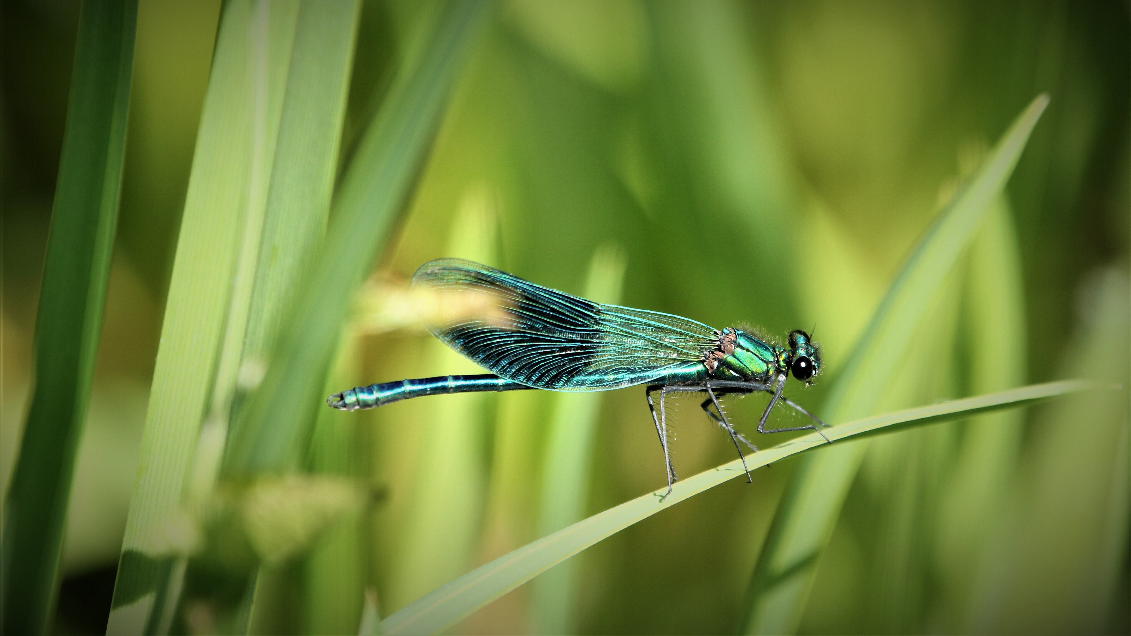 Dragonfly: Characterized by two pairs of strong, transparent wings, sometimes with colored patches, and an elongated body. 3840x2160 4K Background.