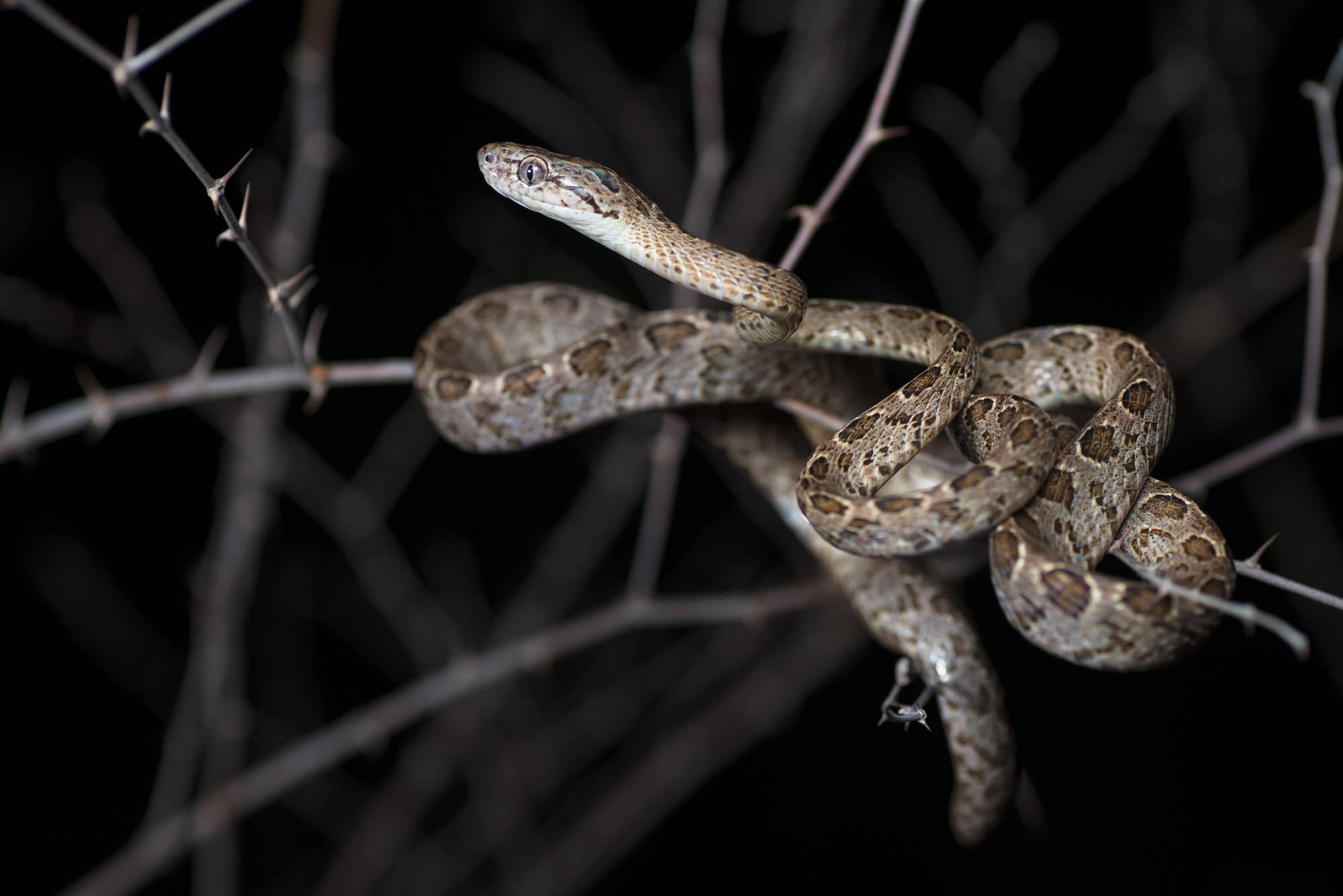 Boiga multomaculata, Asian snake, Arboreal reptile, Camouflage pattern, 2000x1340 HD Desktop