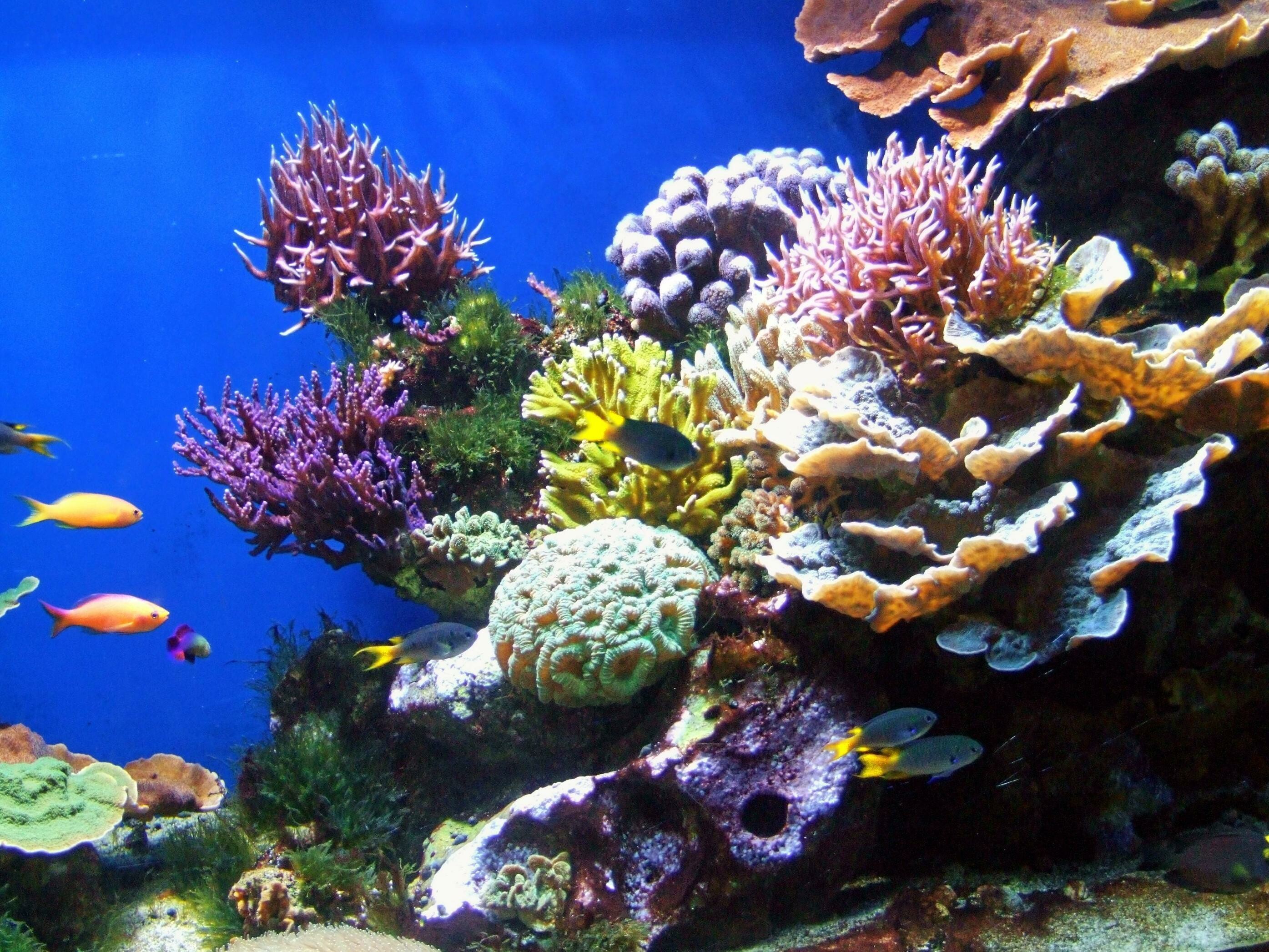Coral Reef: Underwater, Marine invertebrates, Aquatic plants. 2790x2100 HD Wallpaper.