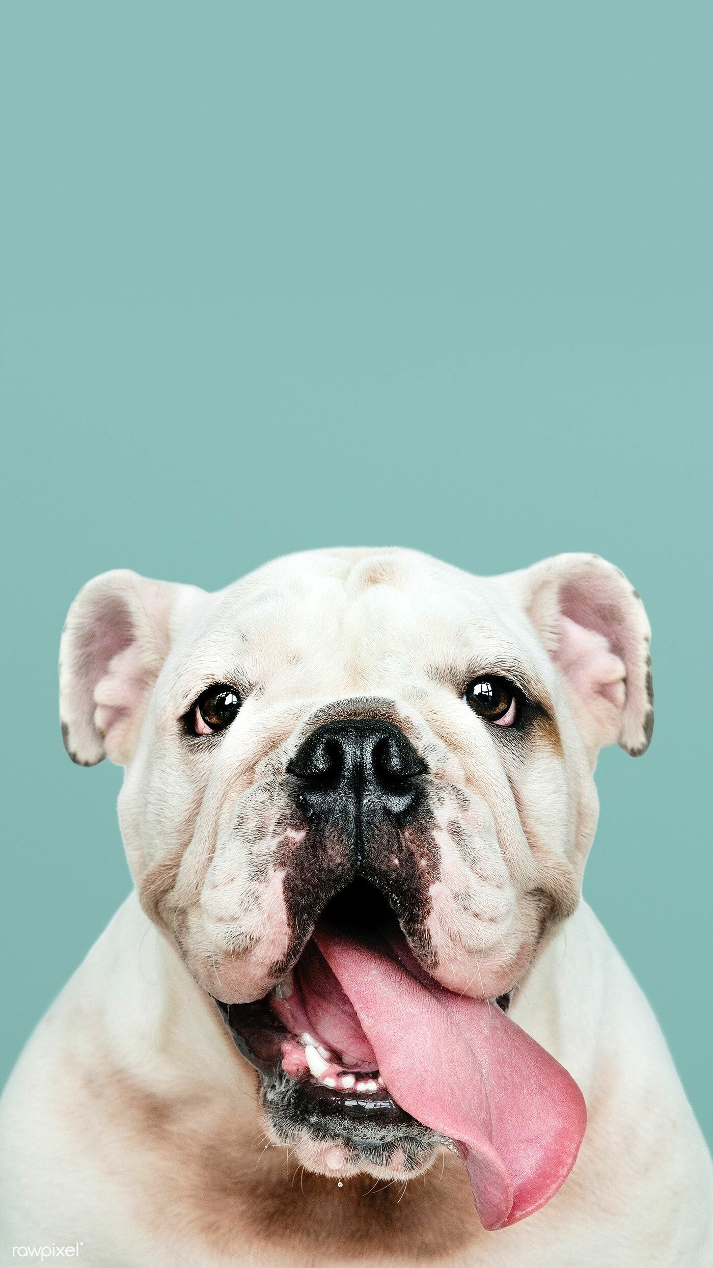 Bulldog: Adorable white puppy portrait, Muzzle, Companion dog. 1400x2490 HD Wallpaper.