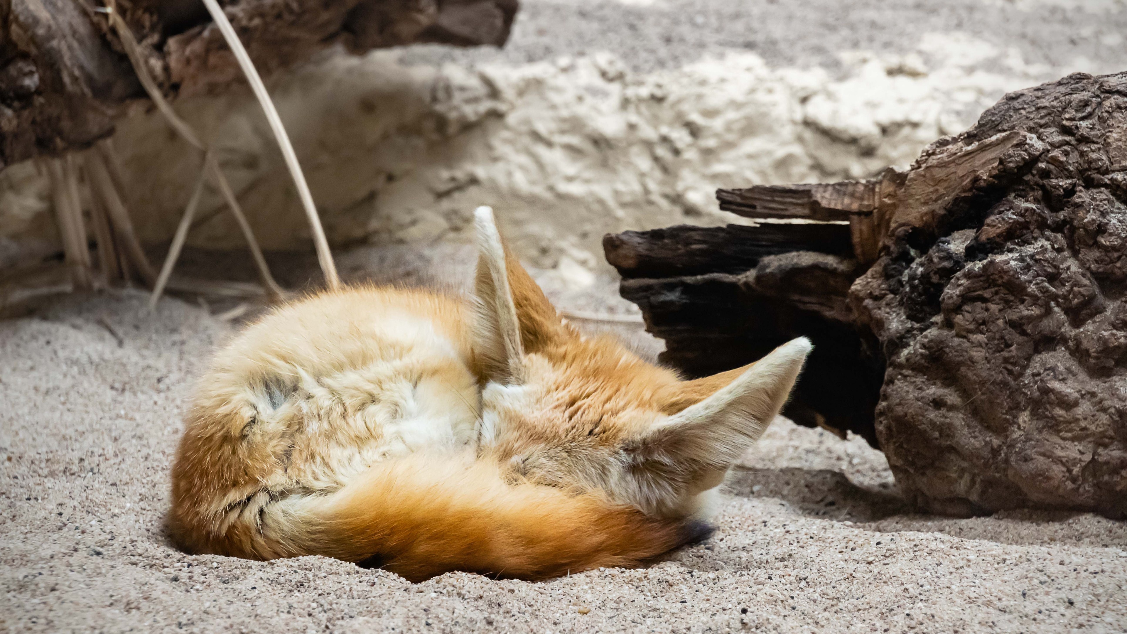 Fennec Fox, Adorable fox species, Picture-perfect pose, Captivating eyes, 3840x2160 4K Desktop