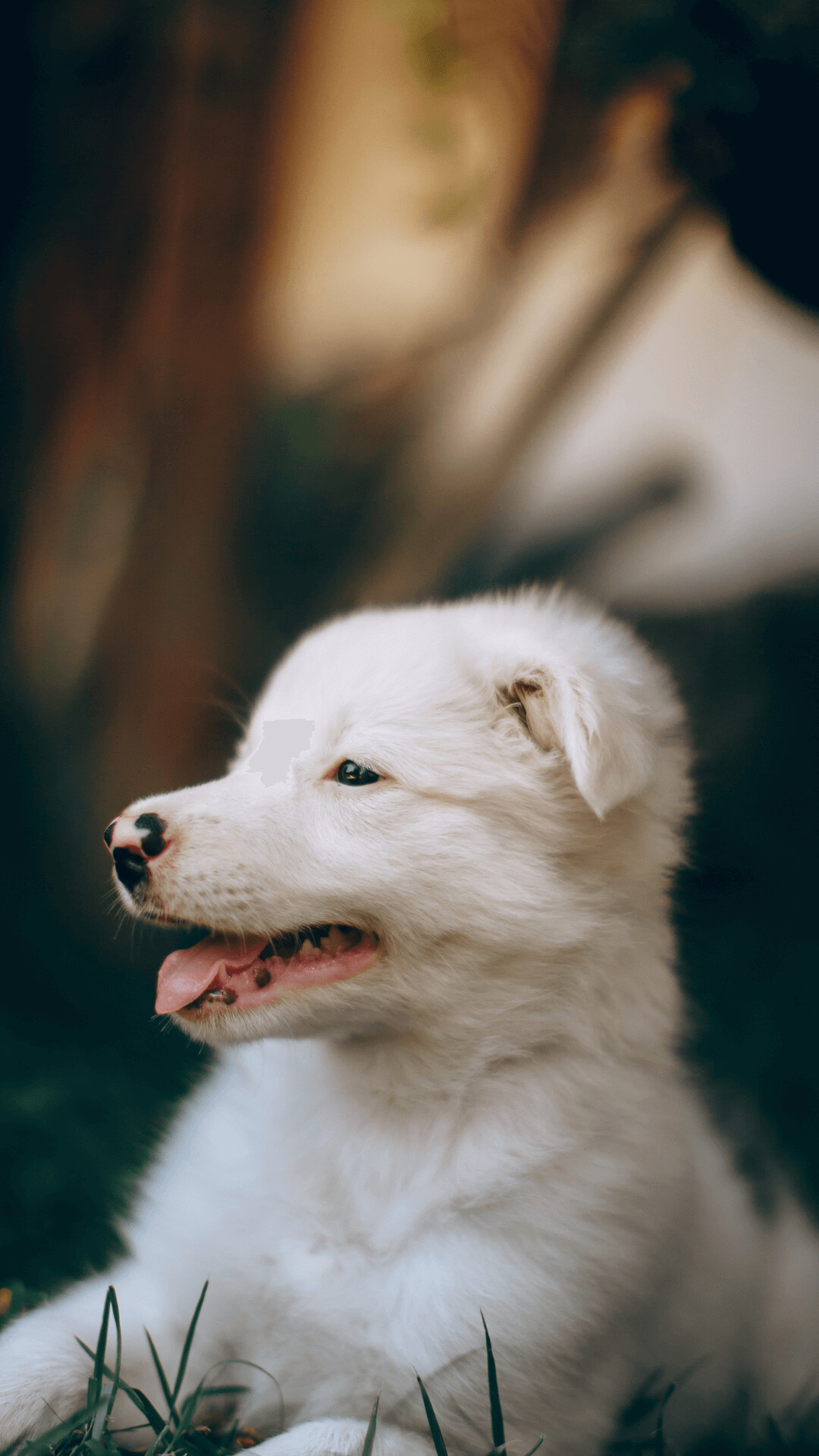 Puppy: The family Canidae, Pup. 1080x1920 Full HD Wallpaper.